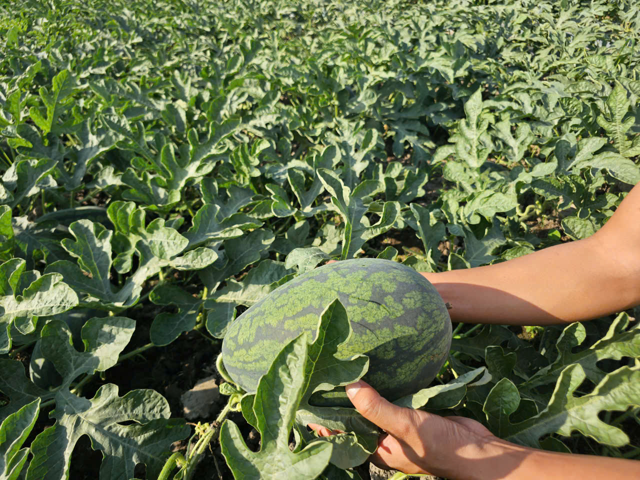 Khom lưng giữa trời nắng để cắm ch&egrave;o, k&eacute;o ngọn dưa hấu phục vụ tết - Ảnh 3.
