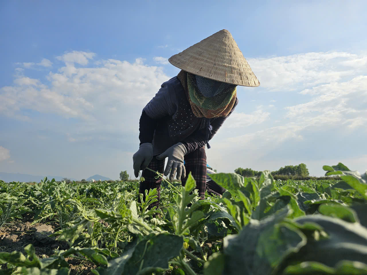 Khom lưng giữa trời nắng để cắm ch&egrave;o, k&eacute;o ngọn dưa hấu phục vụ tết - Ảnh 5.