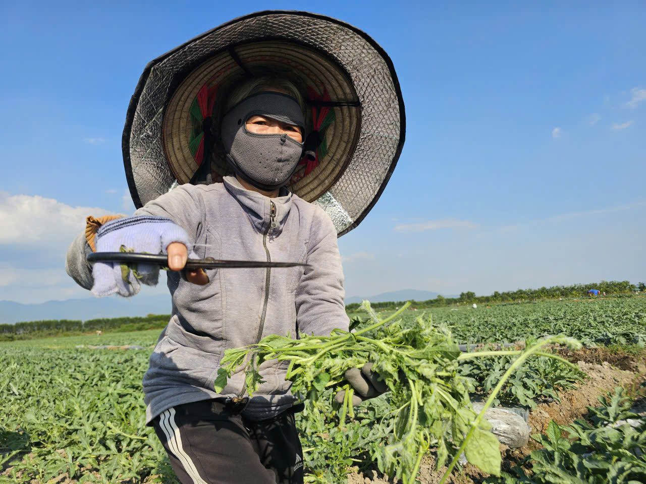 Khom lưng giữa trời nắng để cắm ch&egrave;o, k&eacute;o ngọn dưa hấu phục vụ tết - Ảnh 4.