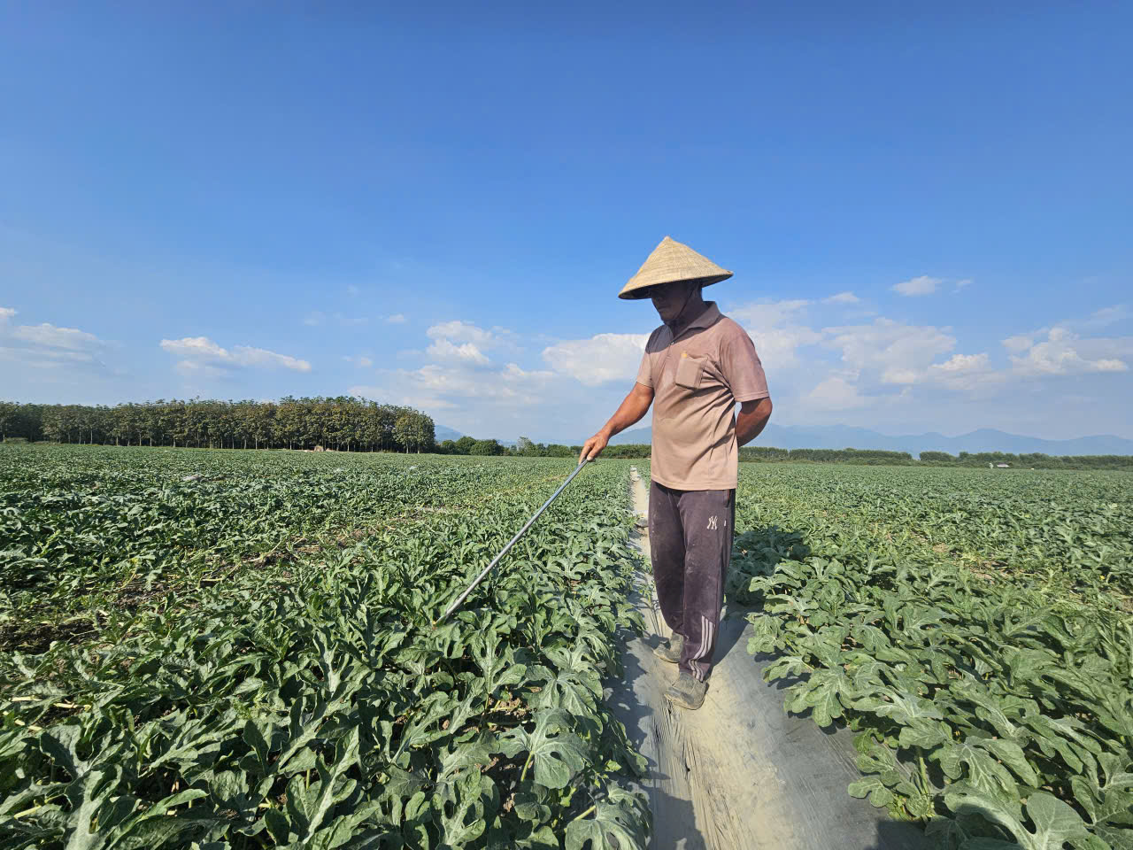 Khom lưng giữa trời nắng để cắm ch&egrave;o, k&eacute;o ngọn dưa hấu phục vụ tết - Ảnh 2.