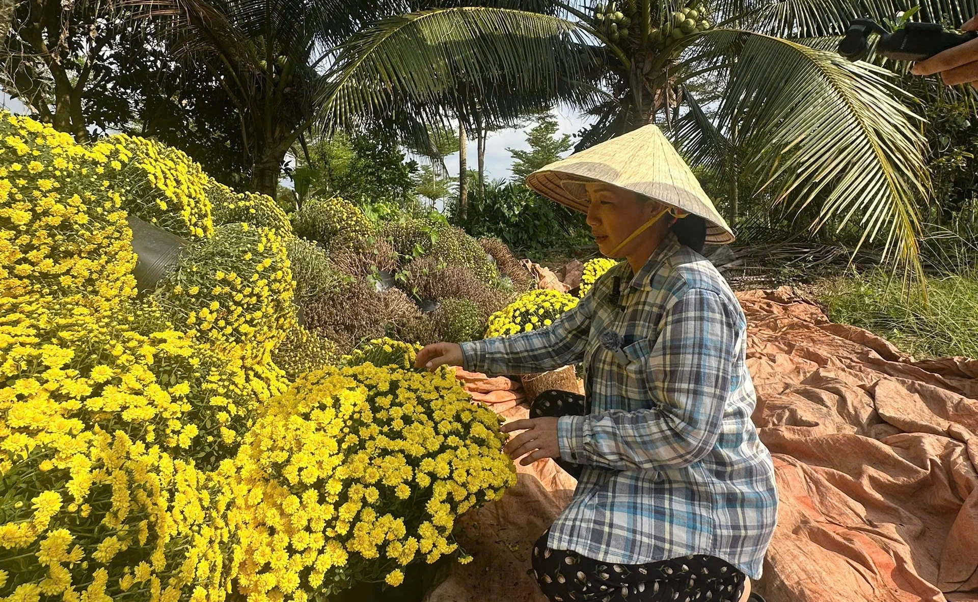 N&ocirc;ng d&acirc;n bu&ocirc;ng tay, hoa tết nở sớm m&atilde;i m&atilde;i ở lại vườn - Ảnh 6.