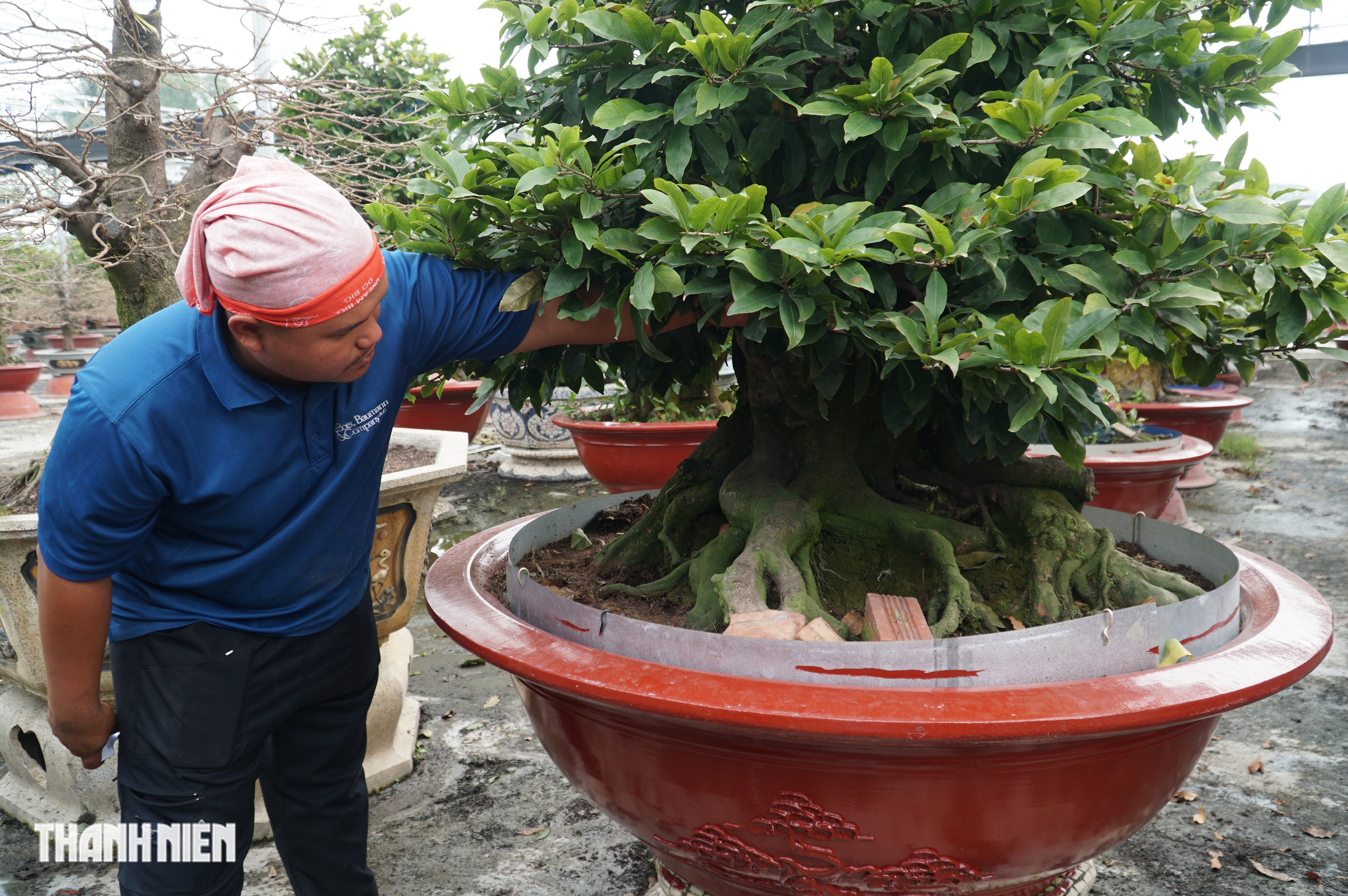 Mai tết tiền tỉ ở Thủ Đức: Những lão mai độc đáo không ai muốn bán - Ảnh 7. Mai tết tiền tỉ ở Thủ Đức: Những lão mai độc đáo không ai muốn bán - Ảnh 7.