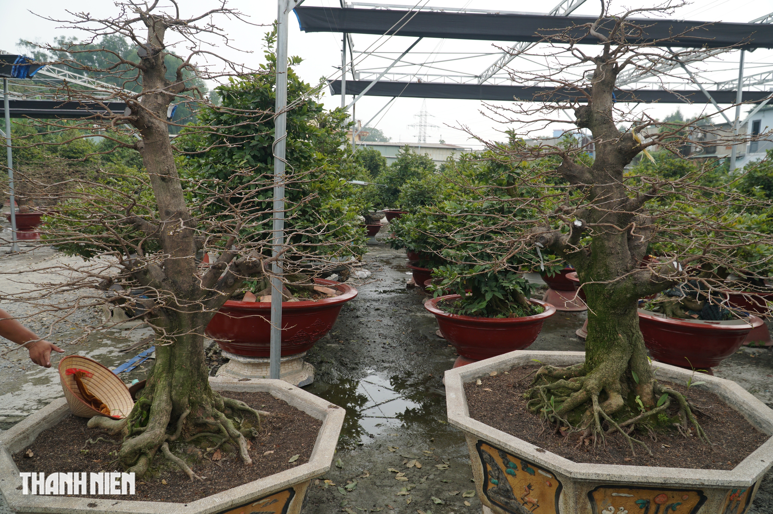 Mai tết tiền tỉ ở Thủ Đức: Những lão mai độc đáo không ai muốn bán - Ảnh 5. Mai tết tiền tỉ ở Thủ Đức: Những lão mai độc đáo không ai muốn bán - Ảnh 5.