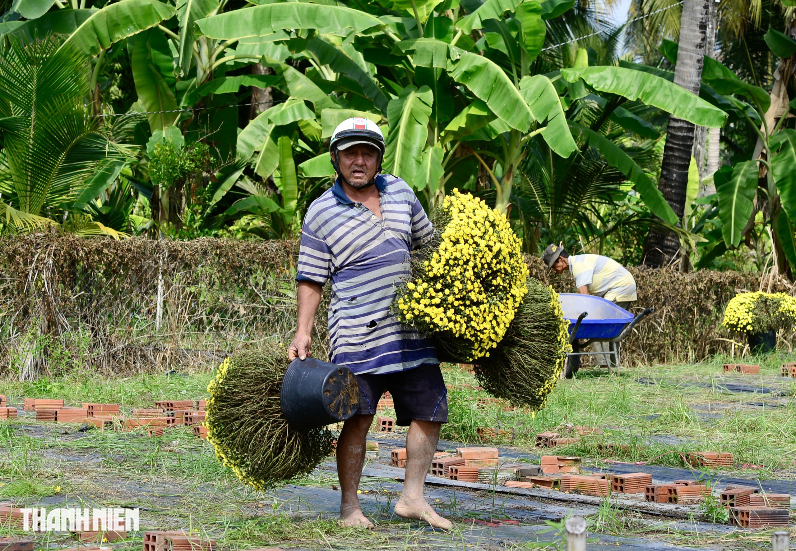 N&ocirc;ng d&acirc;n bu&ocirc;ng tay, hoa tết nở sớm m&atilde;i m&atilde;i ở lại vườn - Ảnh 3.