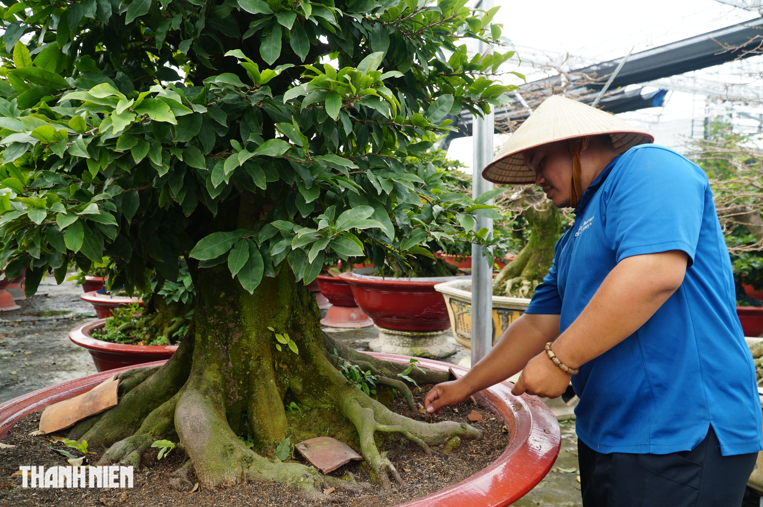 Mai tết tiền tỉ ở Thủ Đức: Những lão mai độc đáo không ai muốn bán - Ảnh 1. Mai tết tiền tỉ ở Thủ Đức: Những lão mai độc đáo không ai muốn bán - Ảnh 1.