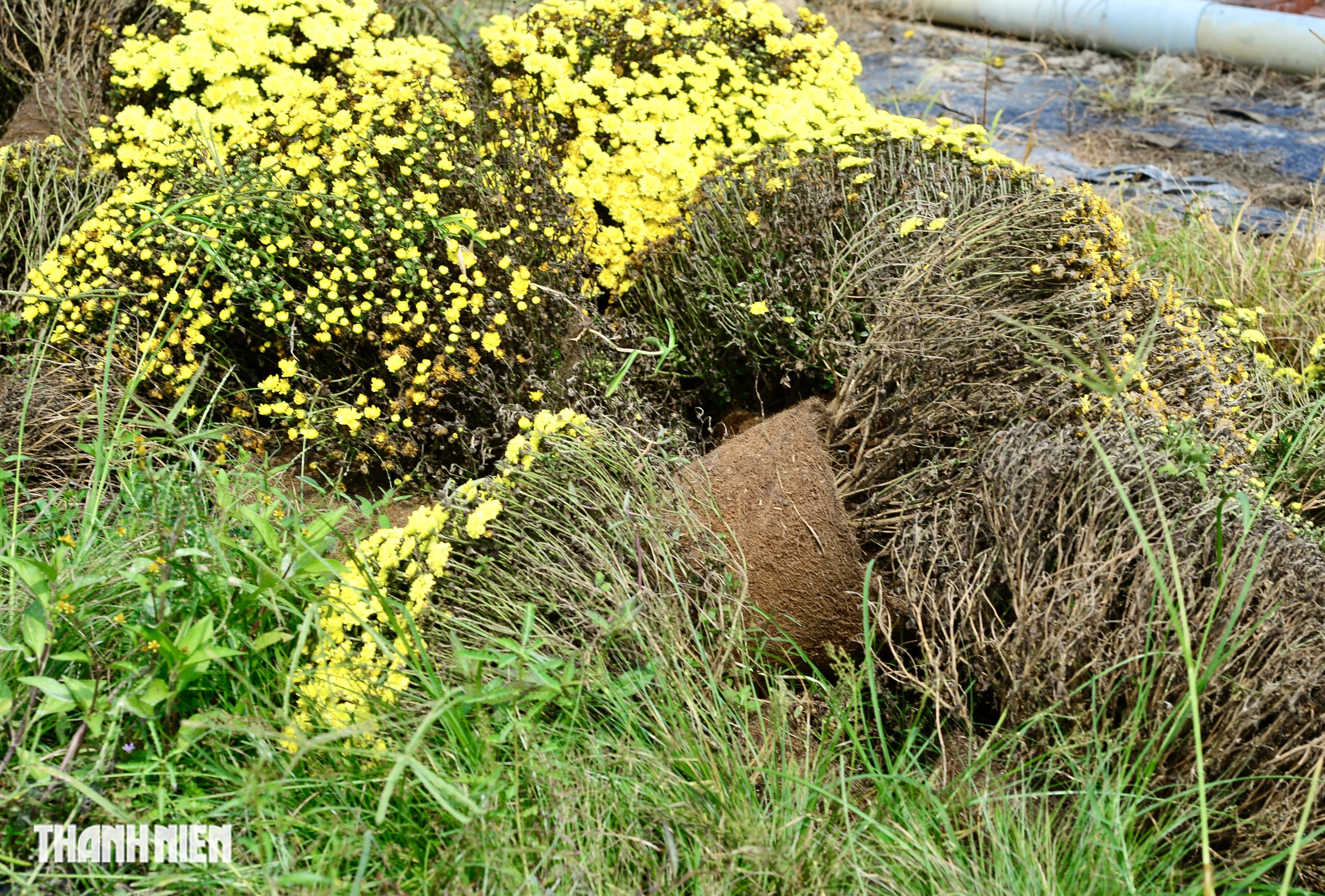 N&ocirc;ng d&acirc;n bu&ocirc;ng tay, hoa tết nở sớm m&atilde;i m&atilde;i ở lại vườn - Ảnh 2.