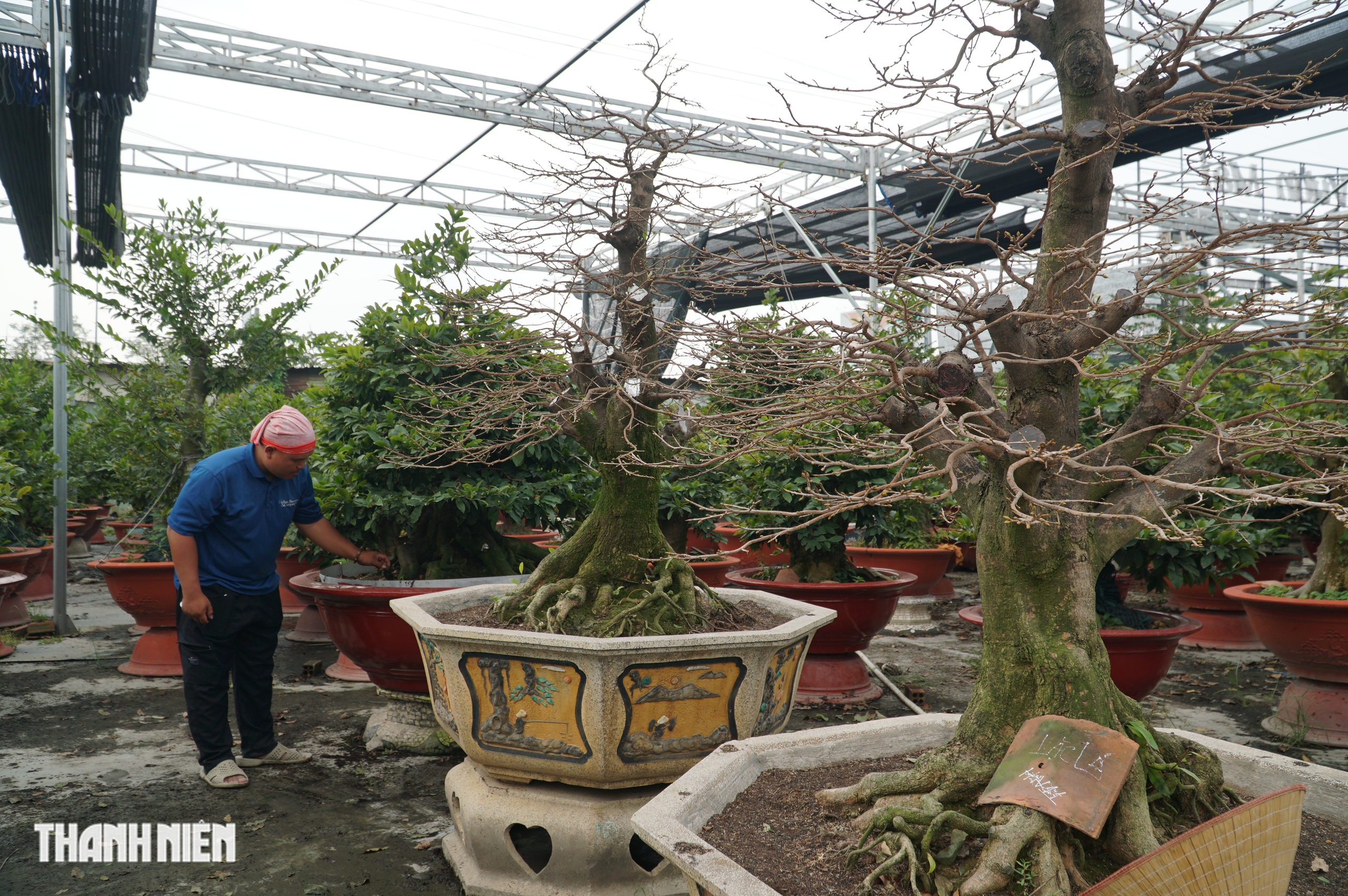 Mai tết tiền tỉ ở Thủ Đức: Những lão mai độc đáo không ai muốn bán - Ảnh 4. Mai tết tiền tỉ ở Thủ Đức: Những lão mai độc đáo không ai muốn bán - Ảnh 4.