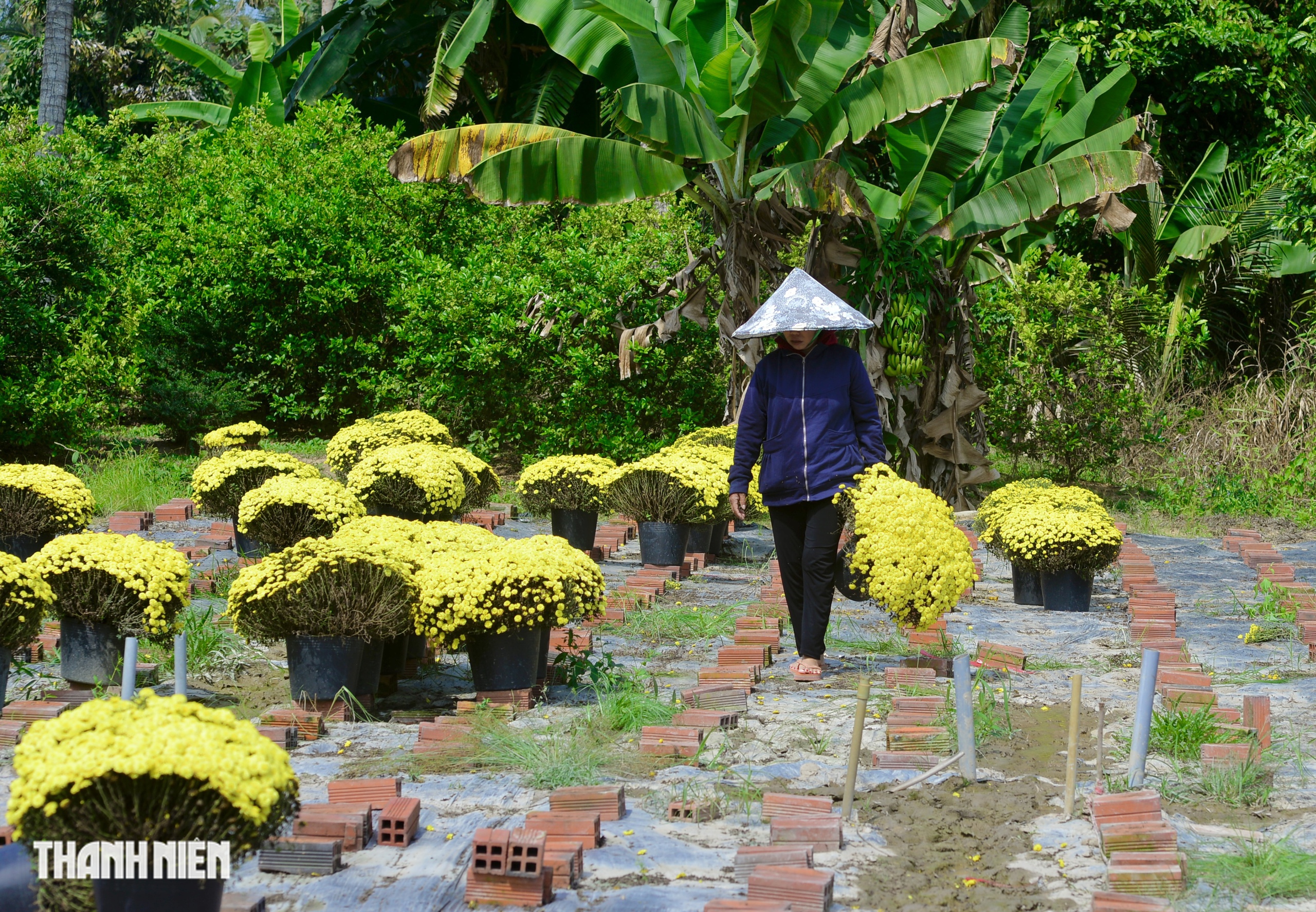N&ocirc;ng d&acirc;n bu&ocirc;ng tay, hoa tết nở sớm m&atilde;i m&atilde;i ở lại vườn - Ảnh 1.