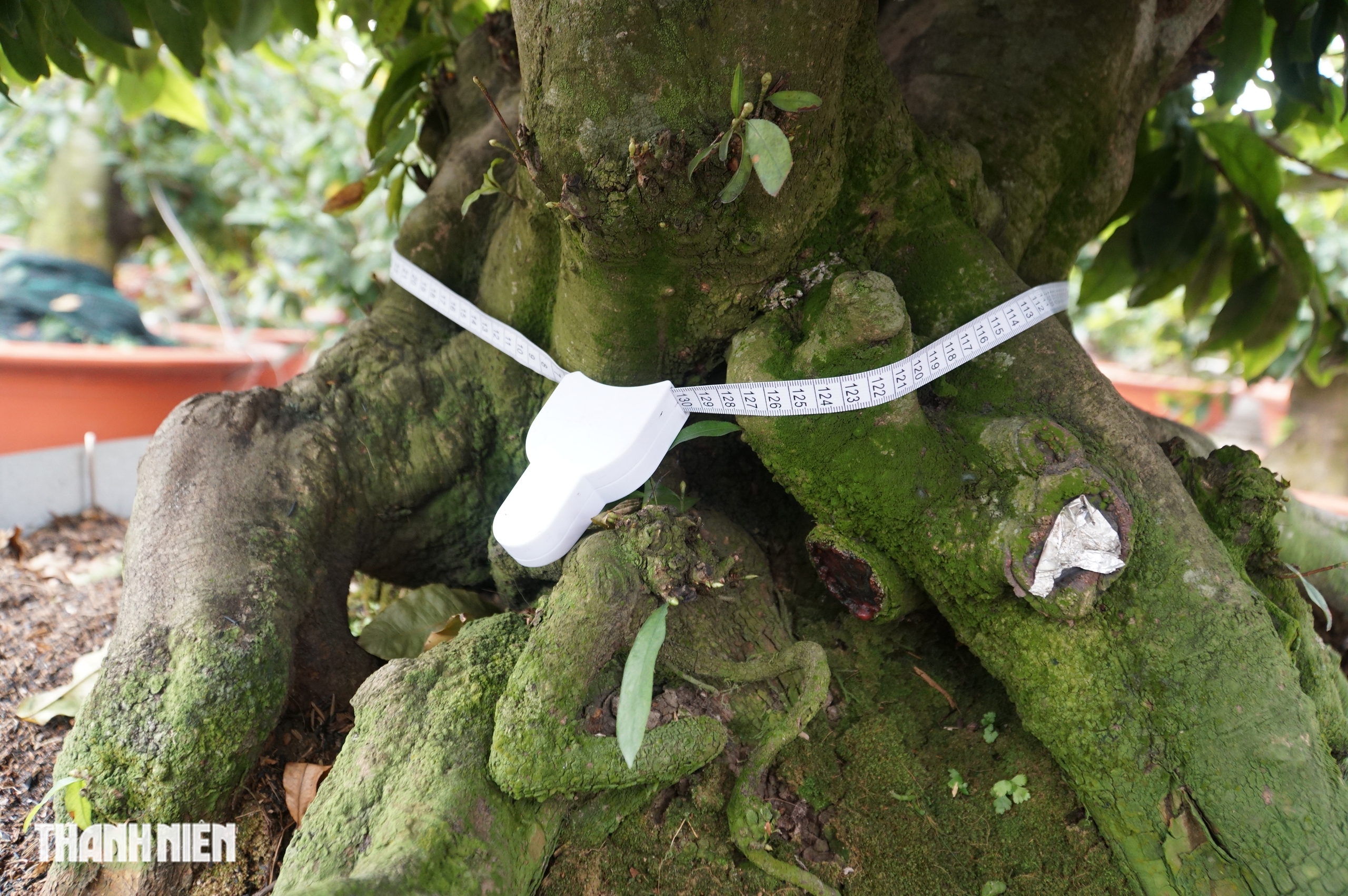 Mai tết tiền tỉ ở Thủ Đức: Những lão mai độc đáo không ai muốn bán - Ảnh 9. Mai tết tiền tỉ ở Thủ Đức: Những lão mai độc đáo không ai muốn bán - Ảnh 9.