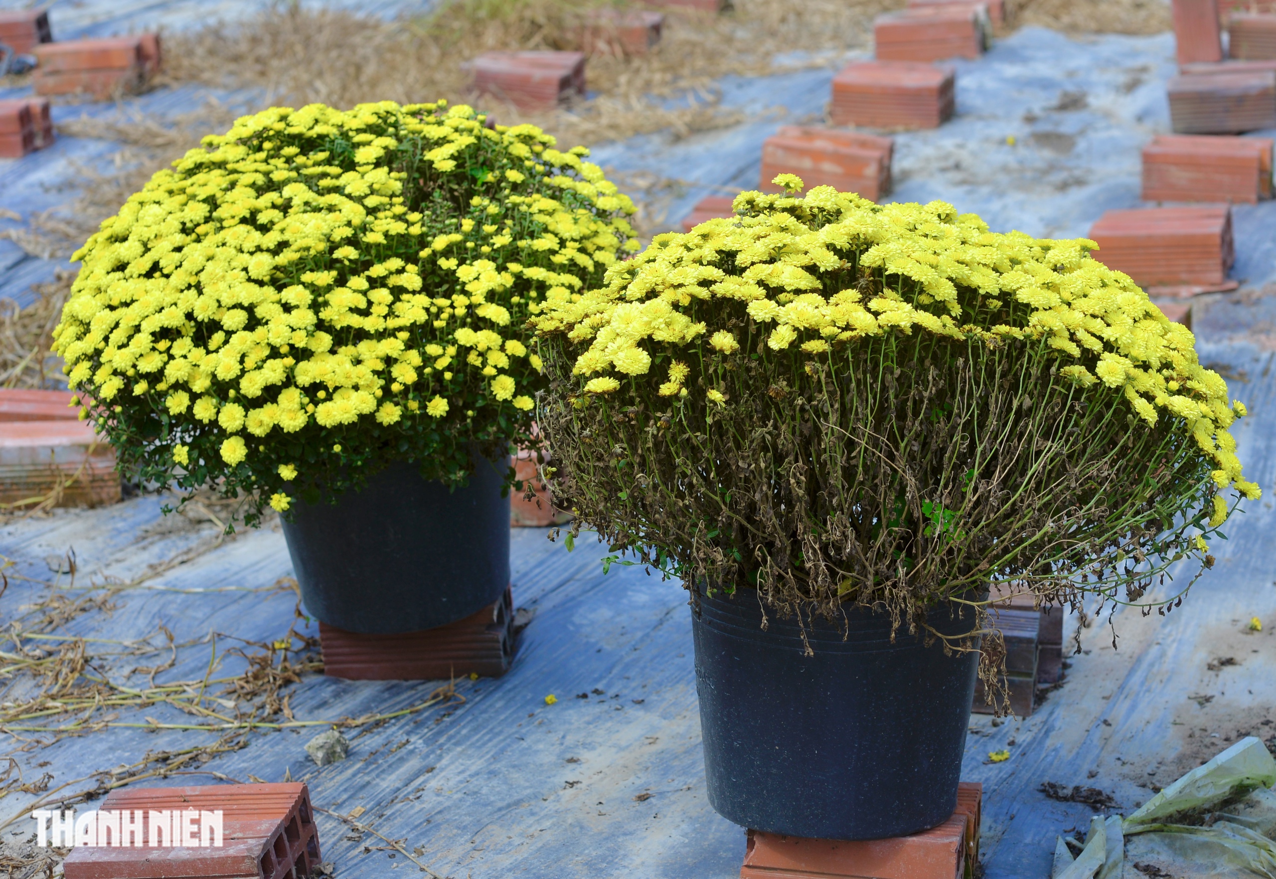 N&ocirc;ng d&acirc;n bu&ocirc;ng tay, hoa tết nở sớm m&atilde;i m&atilde;i ở lại vườn - Ảnh 5.