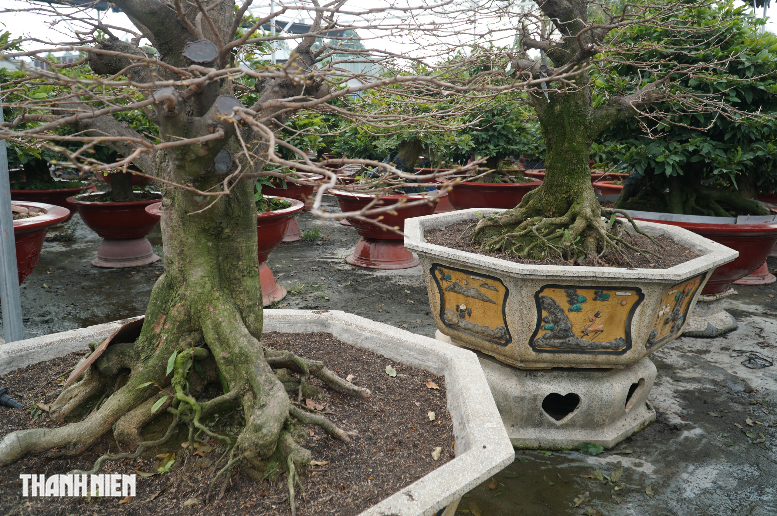 Mai tết tiền tỉ ở Thủ Đức: Những lão mai độc đáo không ai muốn bán - Ảnh 6. Mai tết tiền tỉ ở Thủ Đức: Những lão mai độc đáo không ai muốn bán - Ảnh 6.