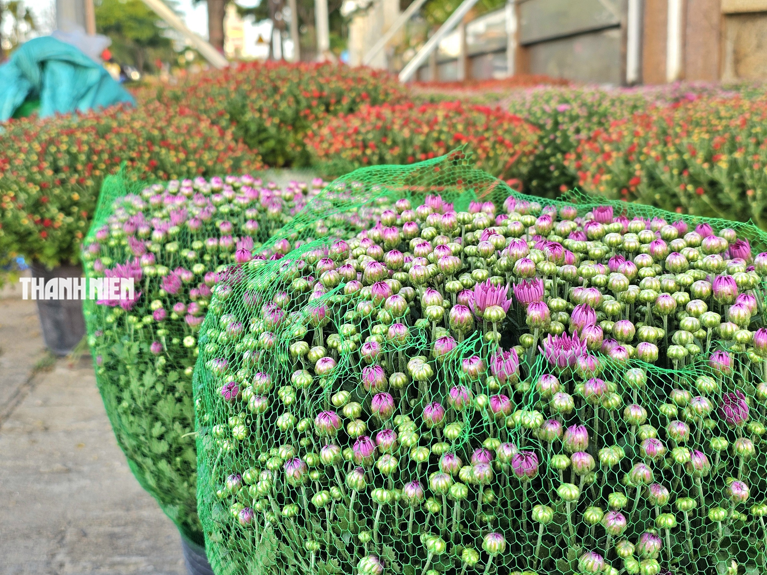 Hoa tết xuống phố: Nh&agrave; vườn giảm gi&aacute; chia sẻ c&ugrave;ng người d&acirc;n vui xu&acirc;n sau lũ - Ảnh 7.