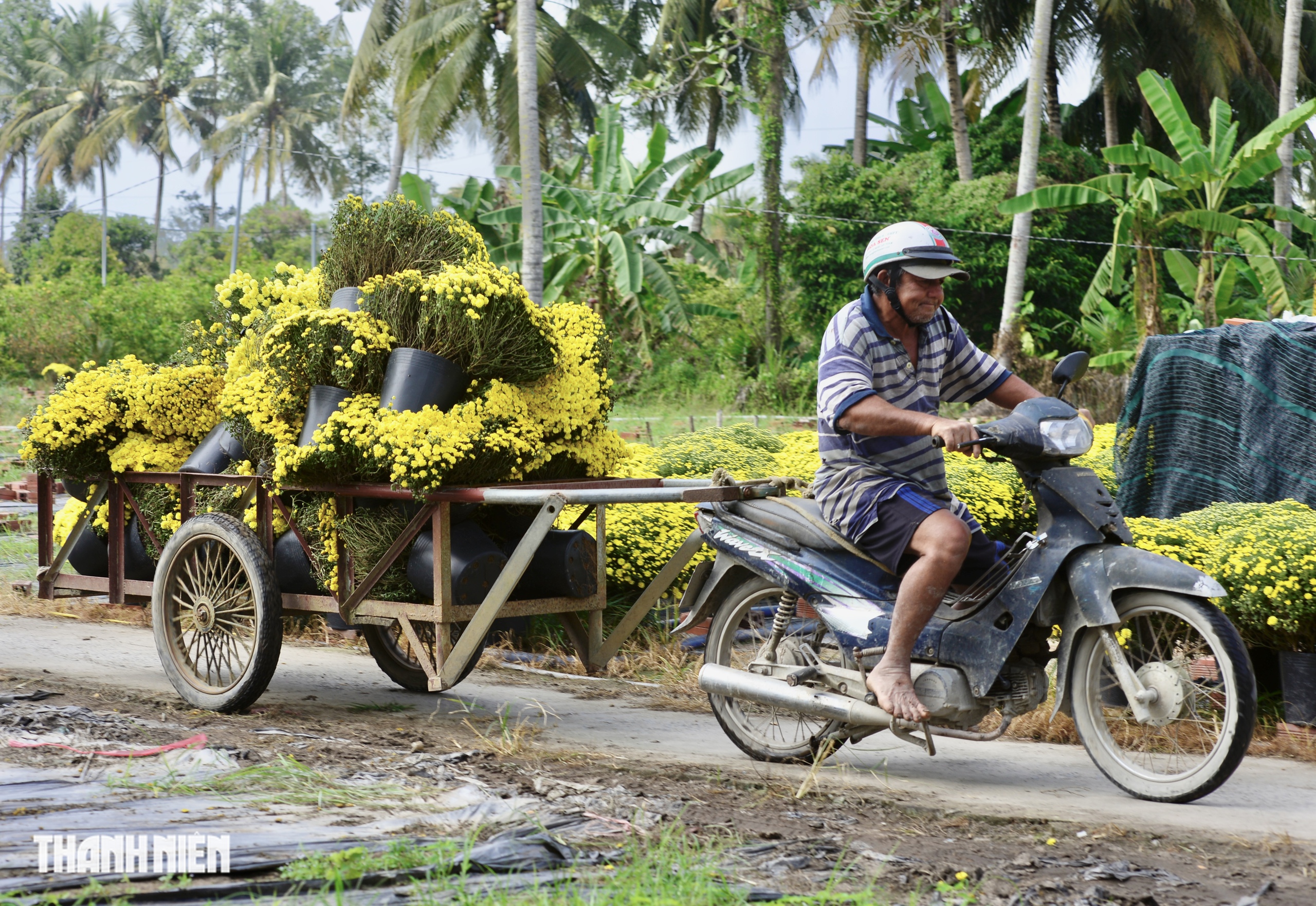 N&ocirc;ng d&acirc;n bu&ocirc;ng tay, hoa tết nở sớm m&atilde;i m&atilde;i ở lại vườn - Ảnh 4.