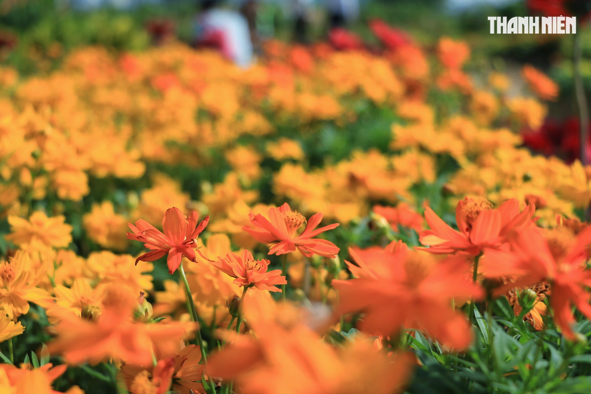 Vườn hoa tết 'mới toanh' g&acirc;y sốt ngay trung t&acirc;m TP.HCM: Đ&ocirc;ng người đổ về check-in- Ảnh 5.