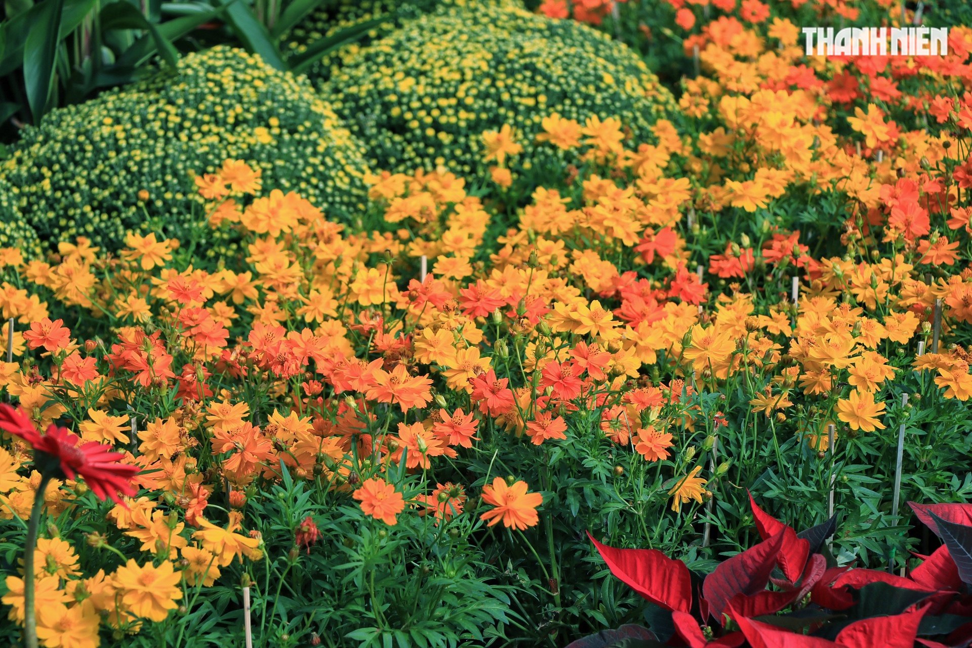 Vườn hoa tết 'mới toanh' g&acirc;y sốt ngay trung t&acirc;m TP.HCM: Đ&ocirc;ng người đổ về check-in- Ảnh 4.