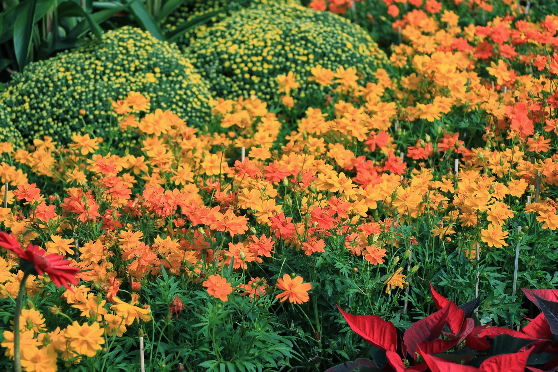 Lịch nghỉ Tết Nguyên đán Bính Ngọ 9 ngày liên tục: Còn mấy ngày nữa được nghỉ? - Ảnh 2.