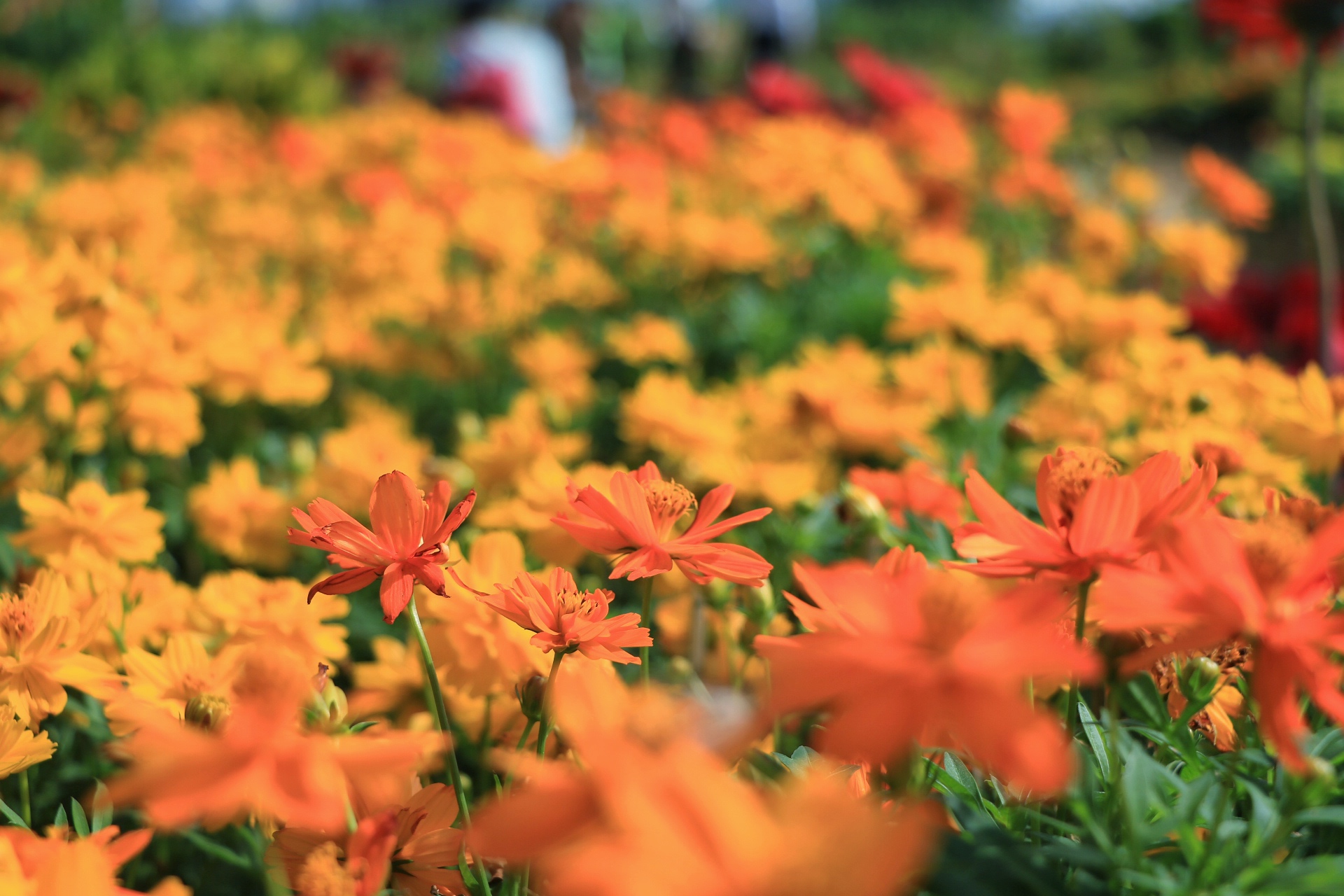 Tiết Đông chí kết thúc, hôm nay 5.1 bắt đầu tiết Tiểu hàn: Khi nào Lập xuân? - Ảnh 1.