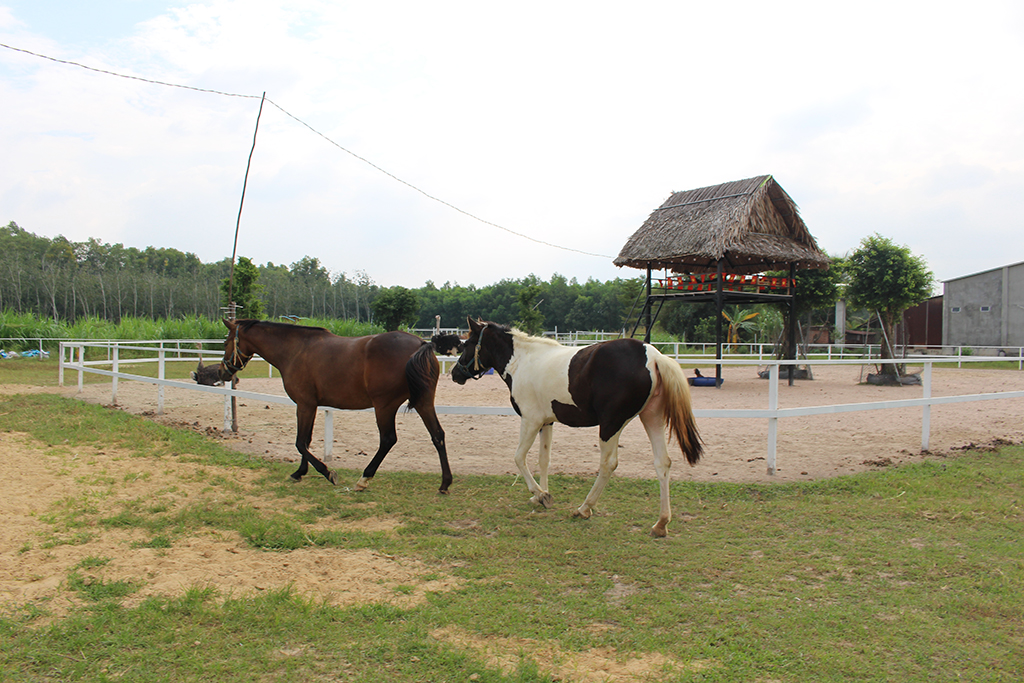 Trang trại ngựa quý trên đất Tây Ninh- Ảnh 2.