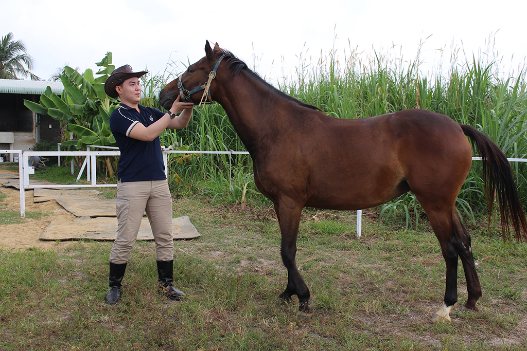 Trang trại ngựa quý trên đất Tây Ninh- Ảnh 7.