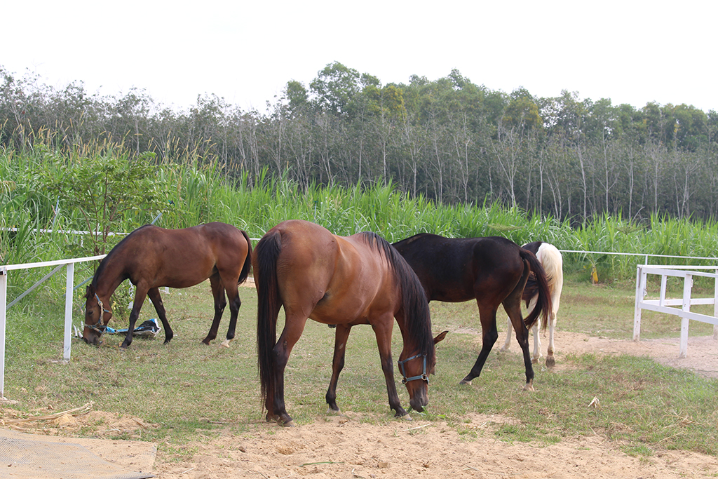 Trang trại ngựa quý trên đất Tây Ninh- Ảnh 9.