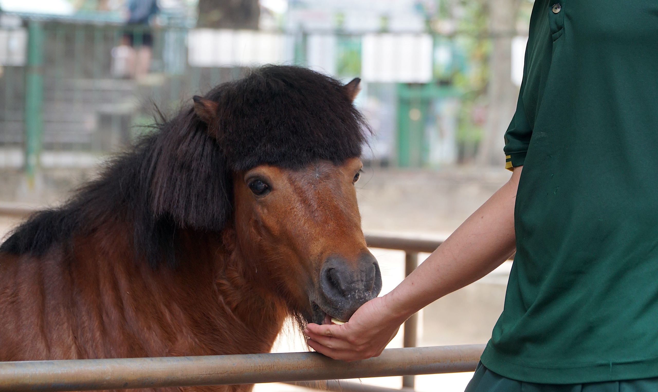 Chuyện gia đình ngựa ở Thảo Cầm Viên Sài Gòn - Ảnh 2.
