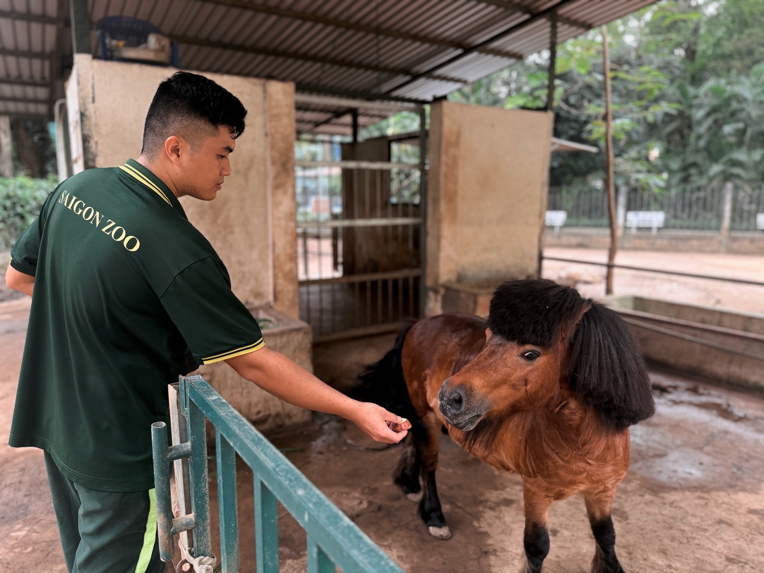Chuyện gia đình ngựa ở Thảo Cầm Viên Sài Gòn - Ảnh 3.