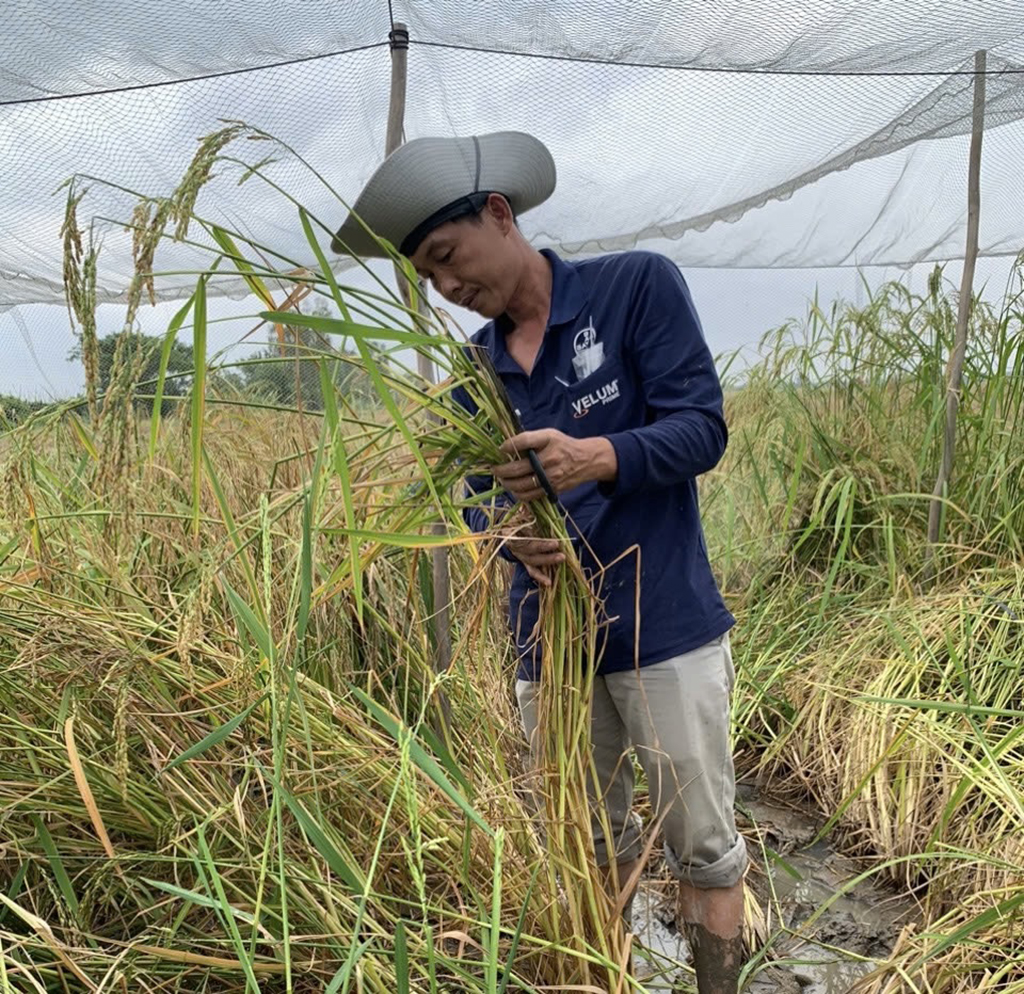 Người 'lội ngược dòng' trong chọn tạo giống lúa - Ảnh 3.