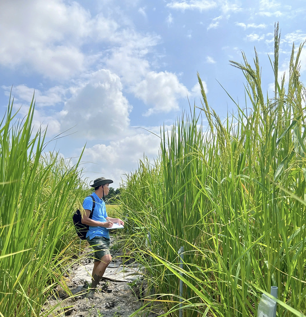 Người 'lội ngược dòng' trong chọn tạo giống lúa - Ảnh 4.