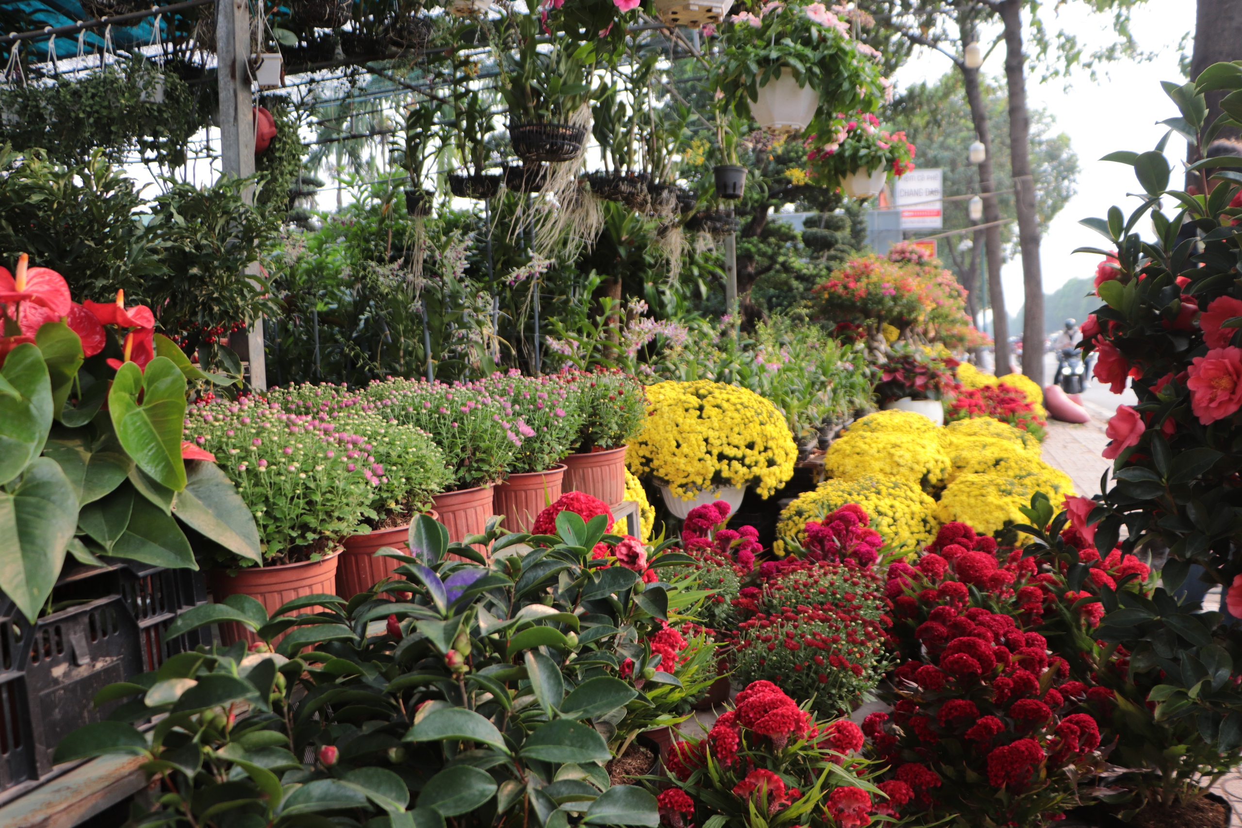 Hoa Tết về sớm tr&ecirc;n đường Phạm Văn Đồng, tiểu thương đẩy mạnh b&aacute;n c&uacute;c m&acirc;m x&ocirc;i - Ảnh 4.