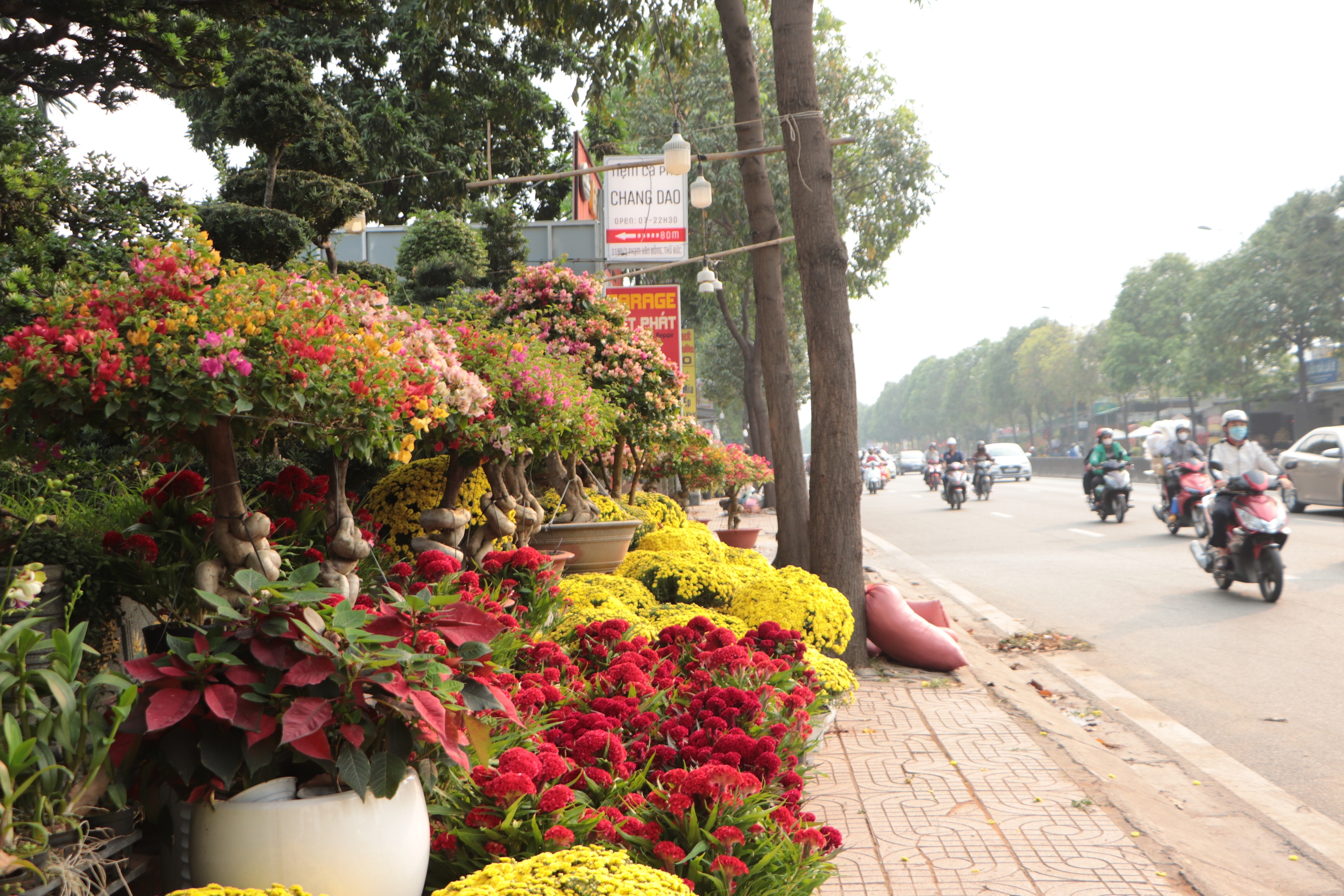 Hoa Tết về sớm tr&ecirc;n đường Phạm Văn Đồng, tiểu thương đẩy mạnh b&aacute;n c&uacute;c m&acirc;m x&ocirc;i - Ảnh 1.