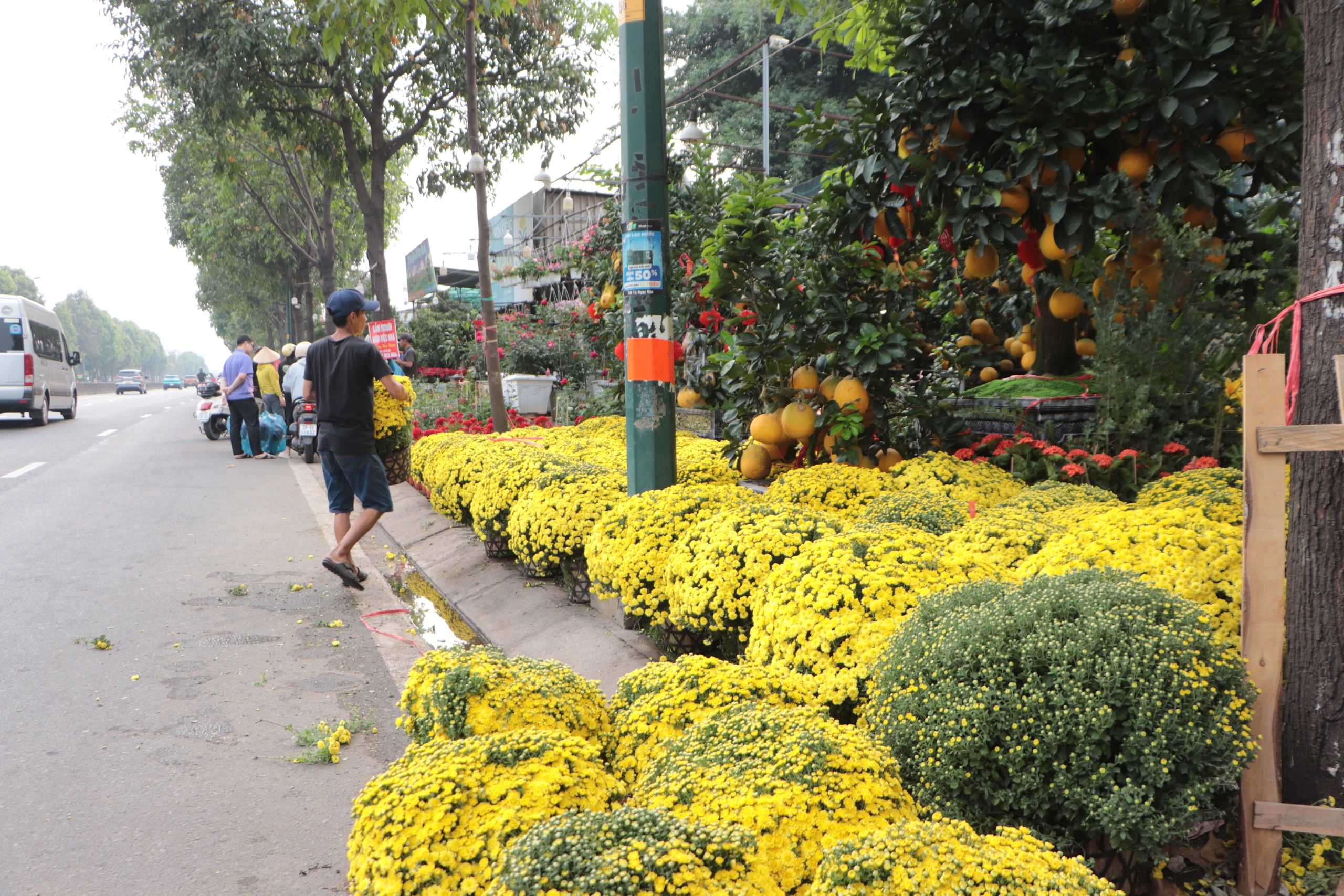 Hoa Tết về sớm tr&ecirc;n đường Phạm Văn Đồng, tiểu thương đẩy mạnh b&aacute;n c&uacute;c m&acirc;m x&ocirc;i - Ảnh 3.