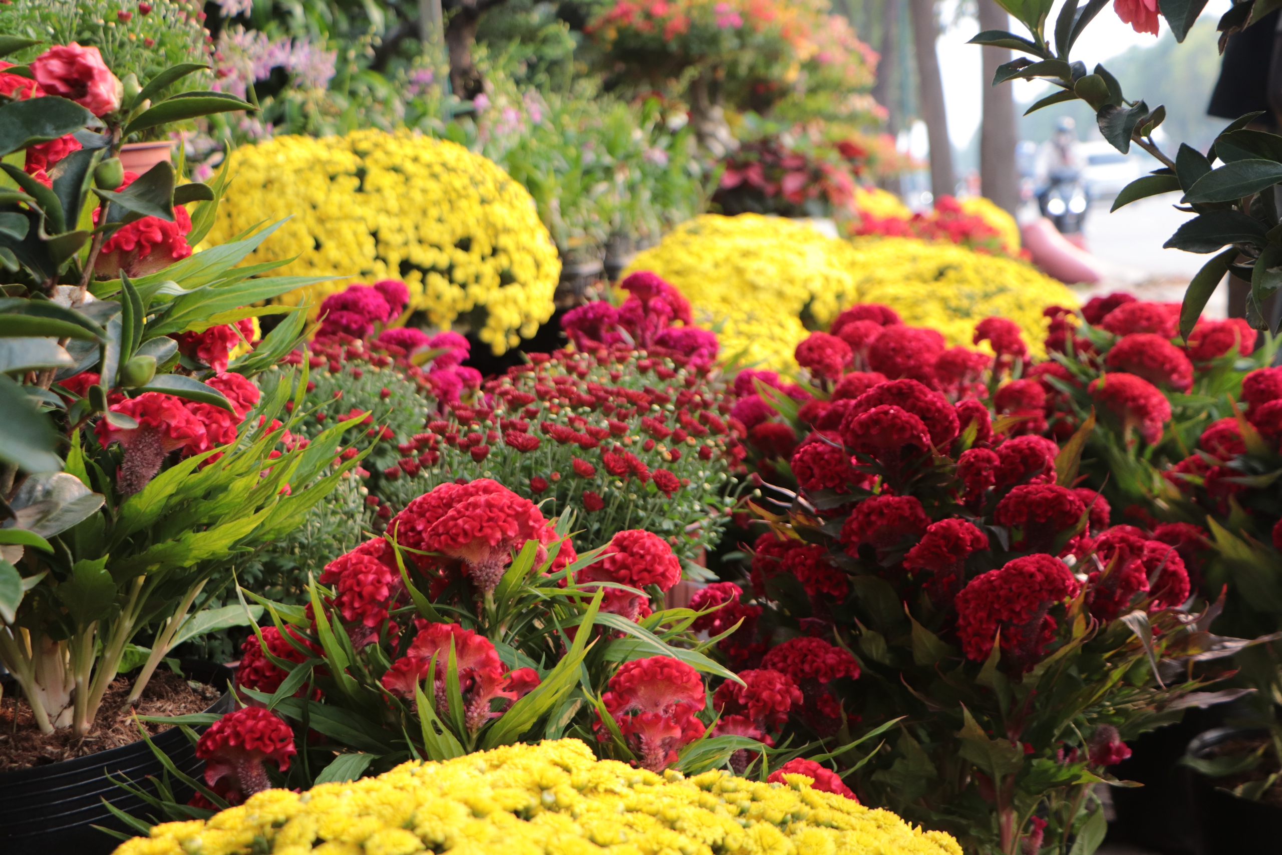 Hoa Tết về sớm tr&ecirc;n đường Phạm Văn Đồng, tiểu thương đẩy mạnh b&aacute;n c&uacute;c m&acirc;m x&ocirc;i - Ảnh 2.