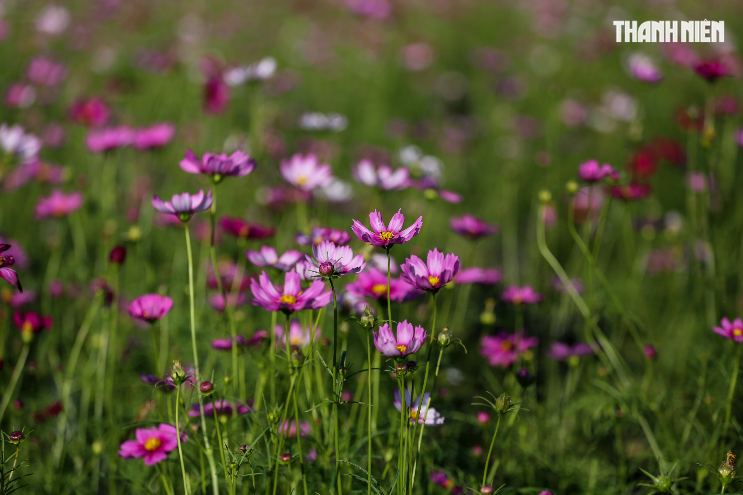 Ngắm đ&oacute;a sen khổng lồ kết từ 50.000 chậu hoa khoe sắc b&ecirc;n kinh th&agrave;nh Huế- Ảnh 4.