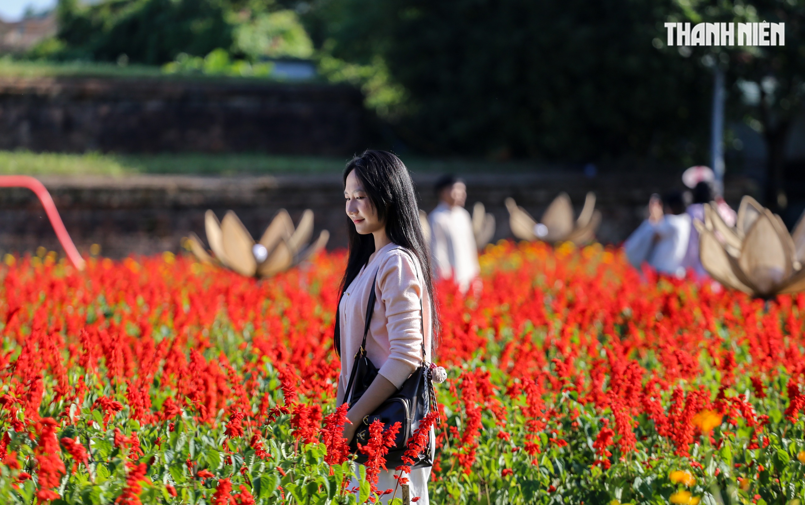 Ngắm đ&oacute;a sen khổng lồ kết từ 50.000 chậu hoa khoe sắc b&ecirc;n kinh th&agrave;nh Huế- Ảnh 7.