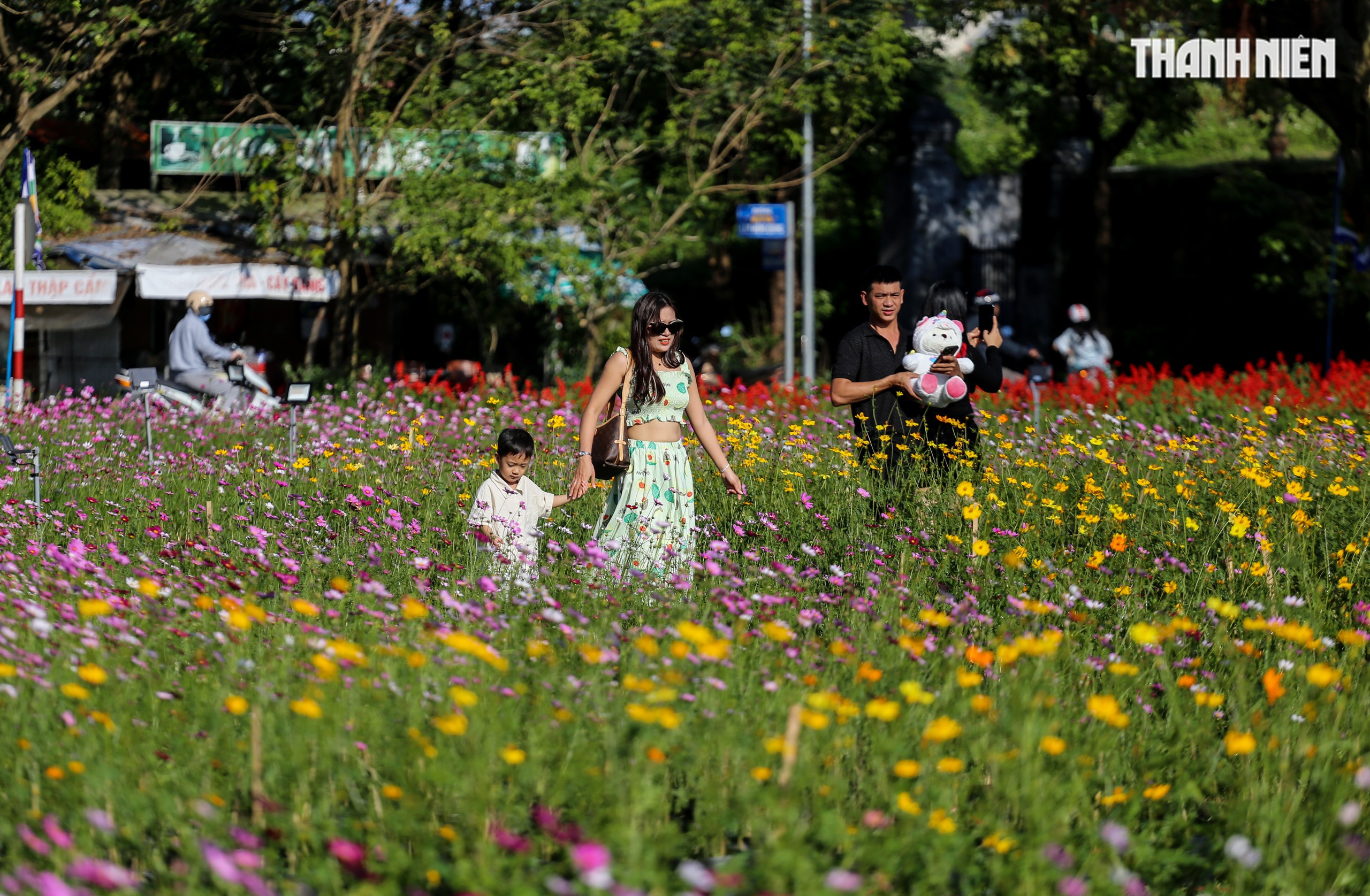 Ngắm đ&oacute;a sen khổng lồ kết từ 50.000 chậu hoa khoe sắc b&ecirc;n kinh th&agrave;nh Huế- Ảnh 5.