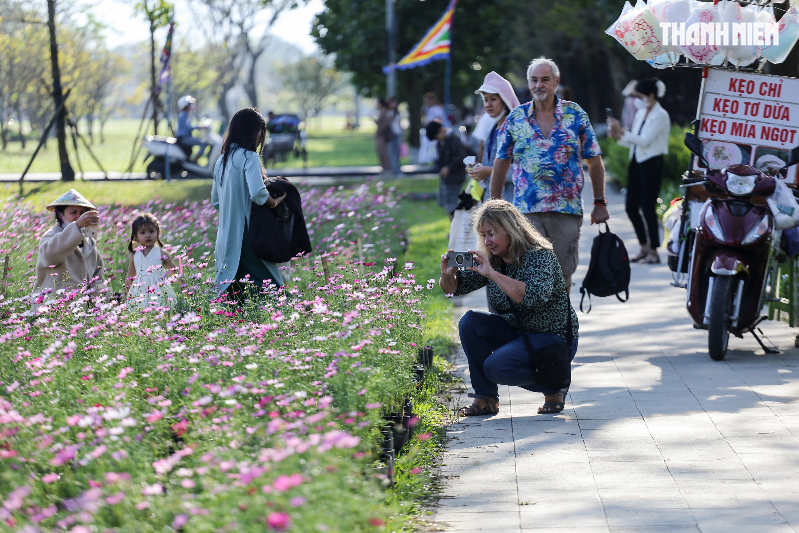 Ngắm đ&oacute;a sen khổng lồ kết từ 50.000 chậu hoa khoe sắc b&ecirc;n kinh th&agrave;nh Huế- Ảnh 6.