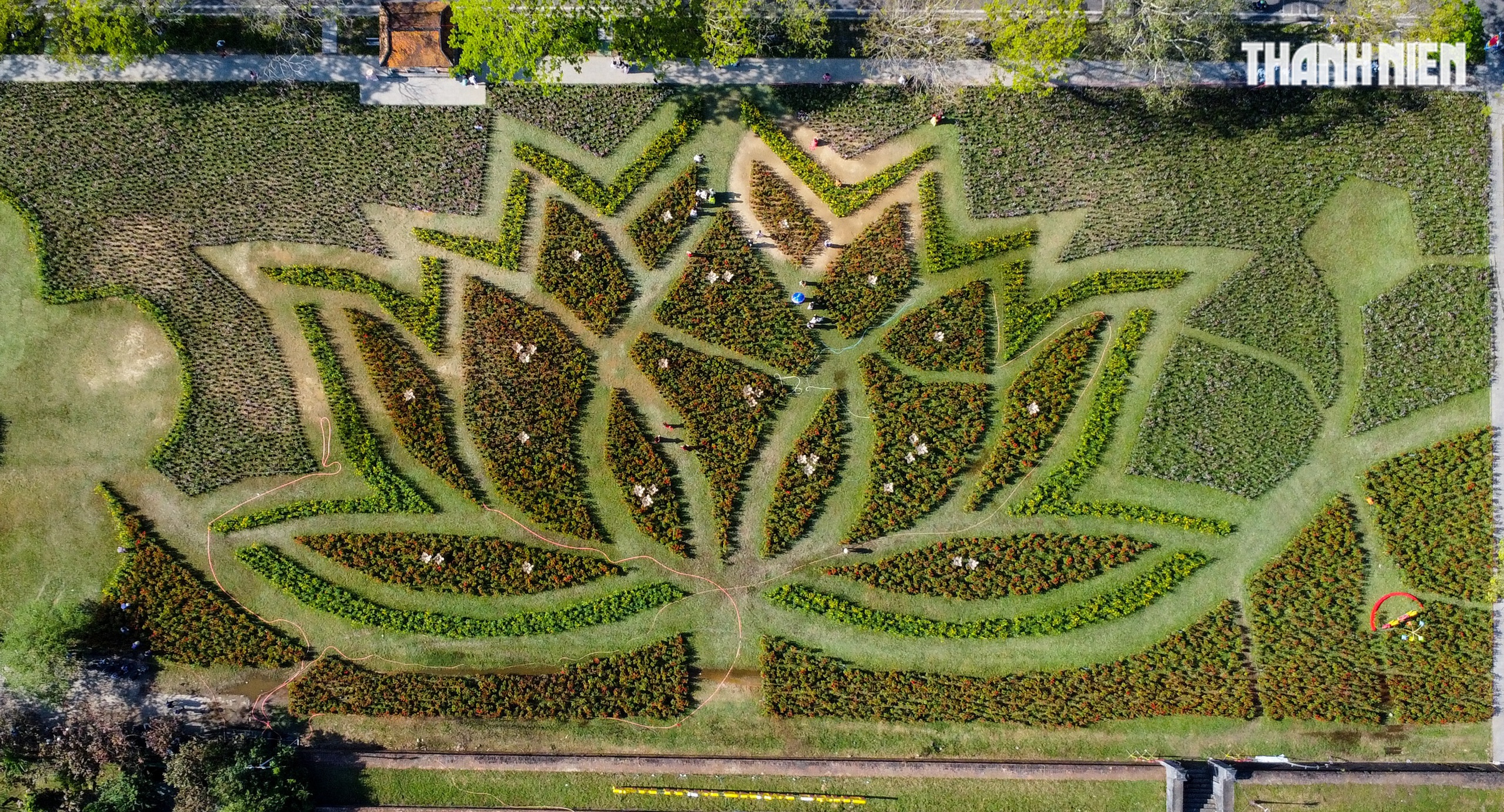 Ngắm đ&oacute;a sen khổng lồ kết từ 50.000 chậu hoa khoe sắc b&ecirc;n kinh th&agrave;nh Huế- Ảnh 11.