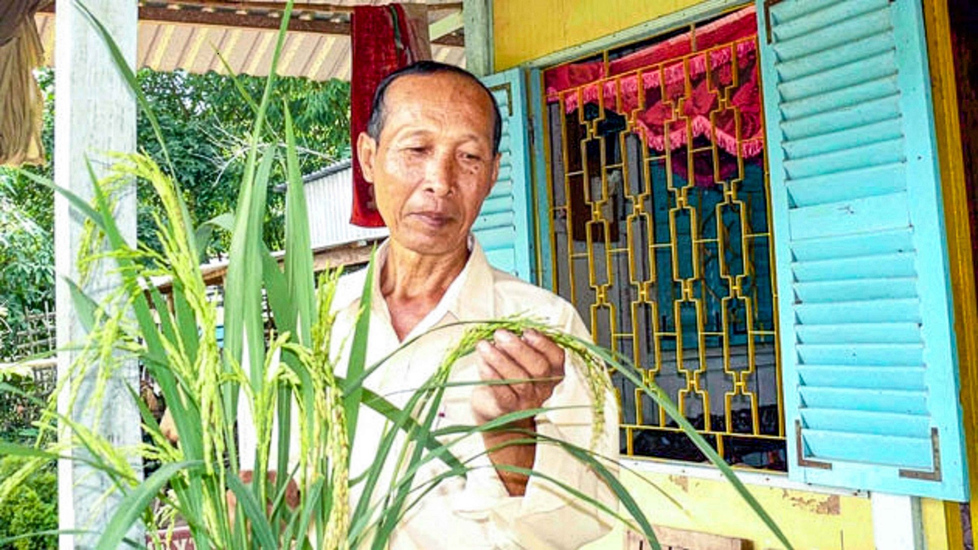 H&agrave;nh tr&igrave;nh hồi sinh gạo đỏ đặc sản miền T&acirc;y - Ảnh 1.