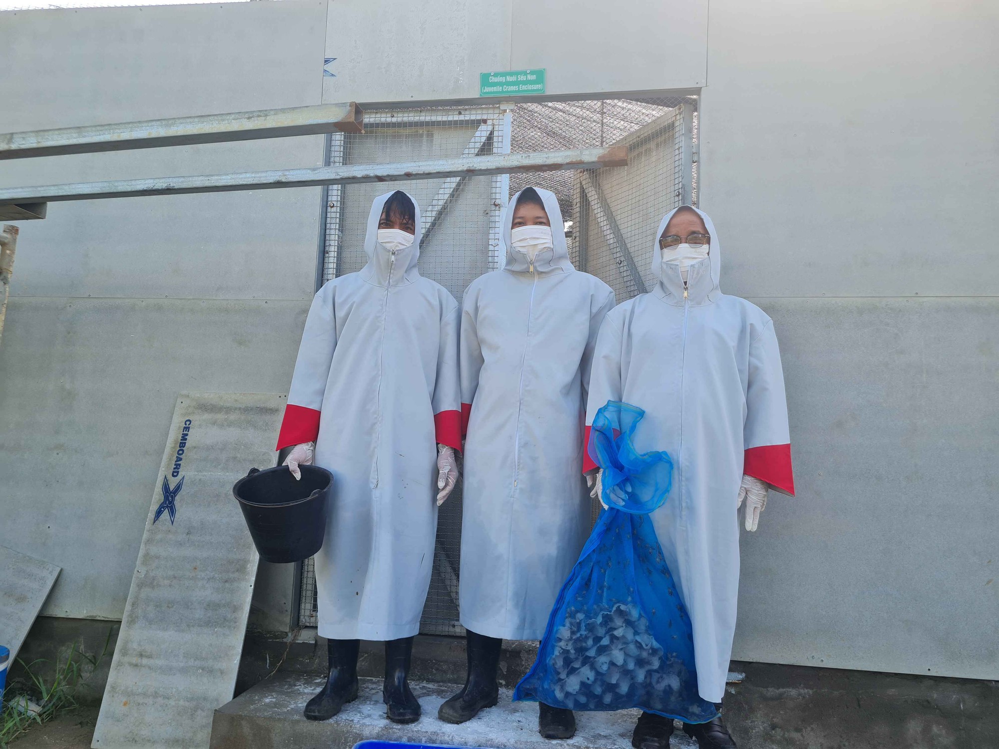 'Bảo mẫu' của sếu đầu đỏ- Ảnh 1.