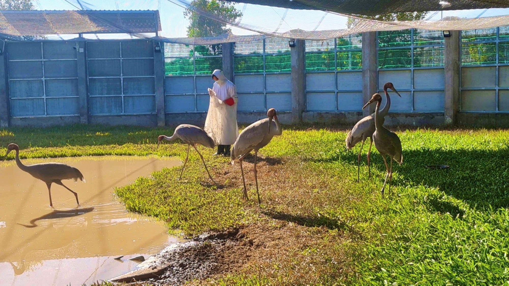 'Bảo mẫu' của sếu đầu đỏ- Ảnh 2.