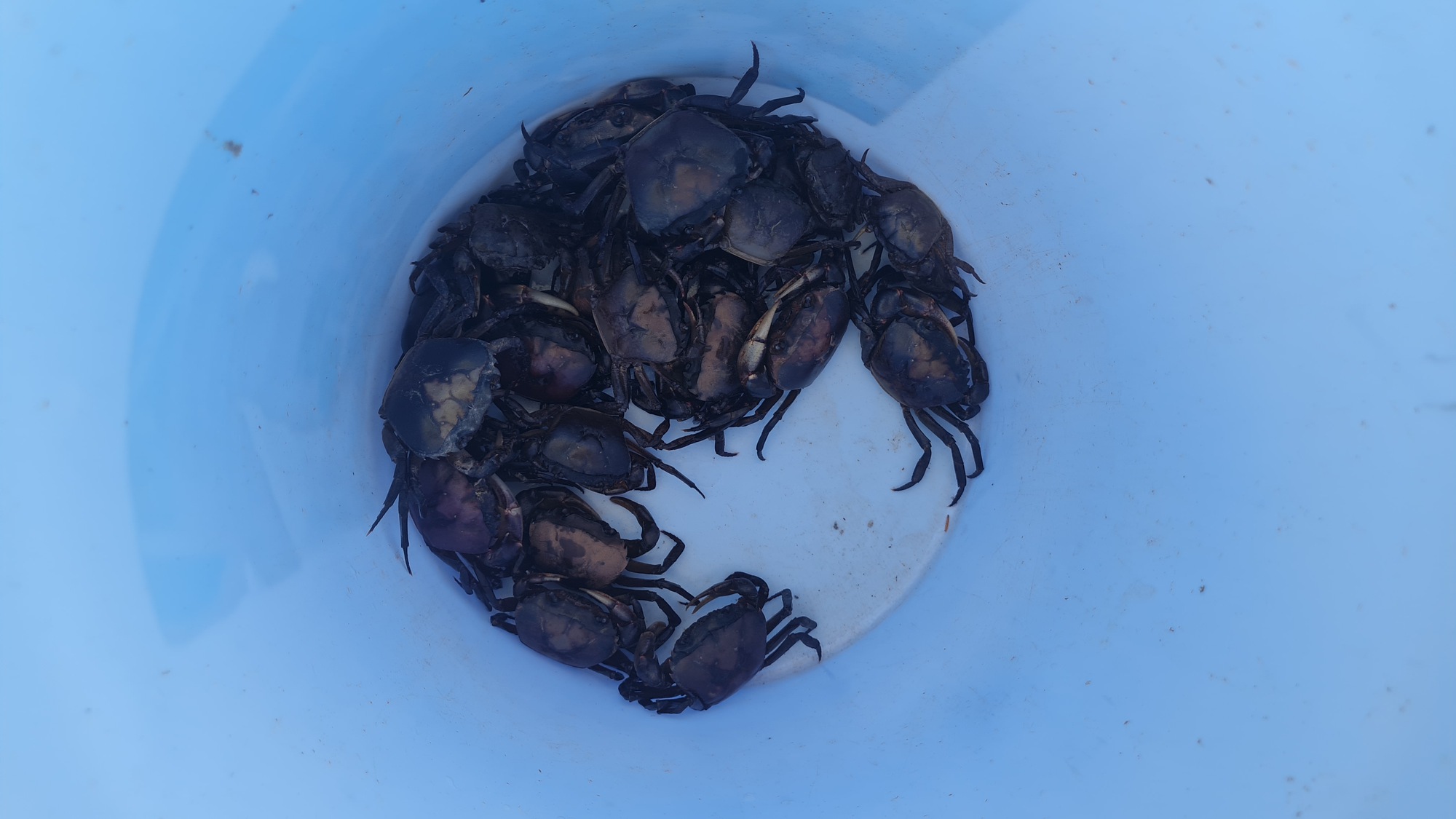 'Bảo mẫu' của sếu đầu đỏ- Ảnh 3.