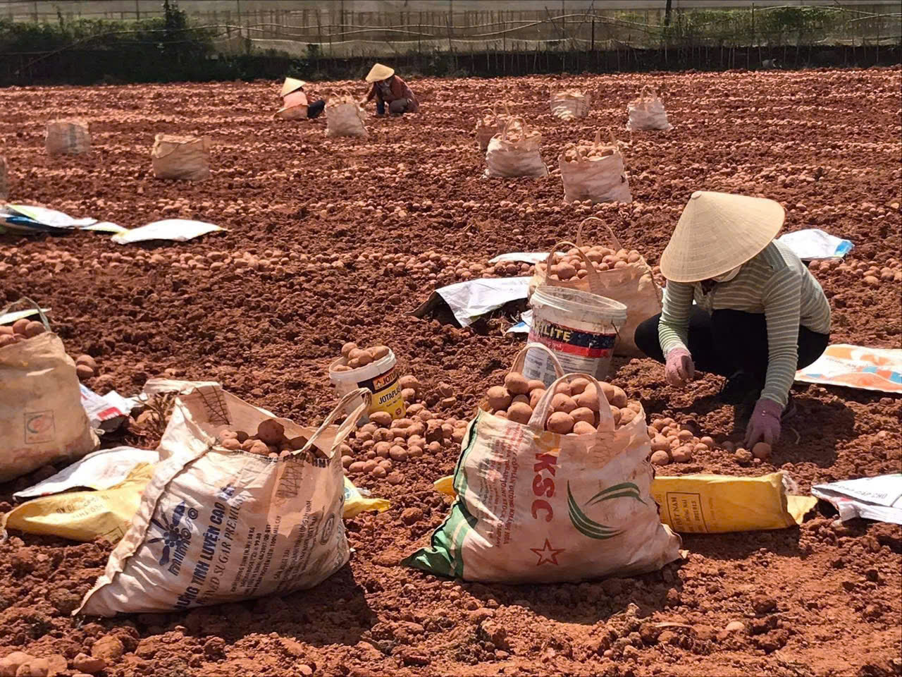 Đ&agrave; Lạt t&igrave;m dấu vườn xưa - Ảnh 5.