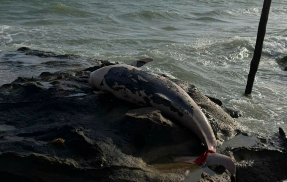 Phú Quốc: Cá heo hơn 100 kg chết, trôi dạt vào bờ biển Bãi Thơm - Ảnh 2.