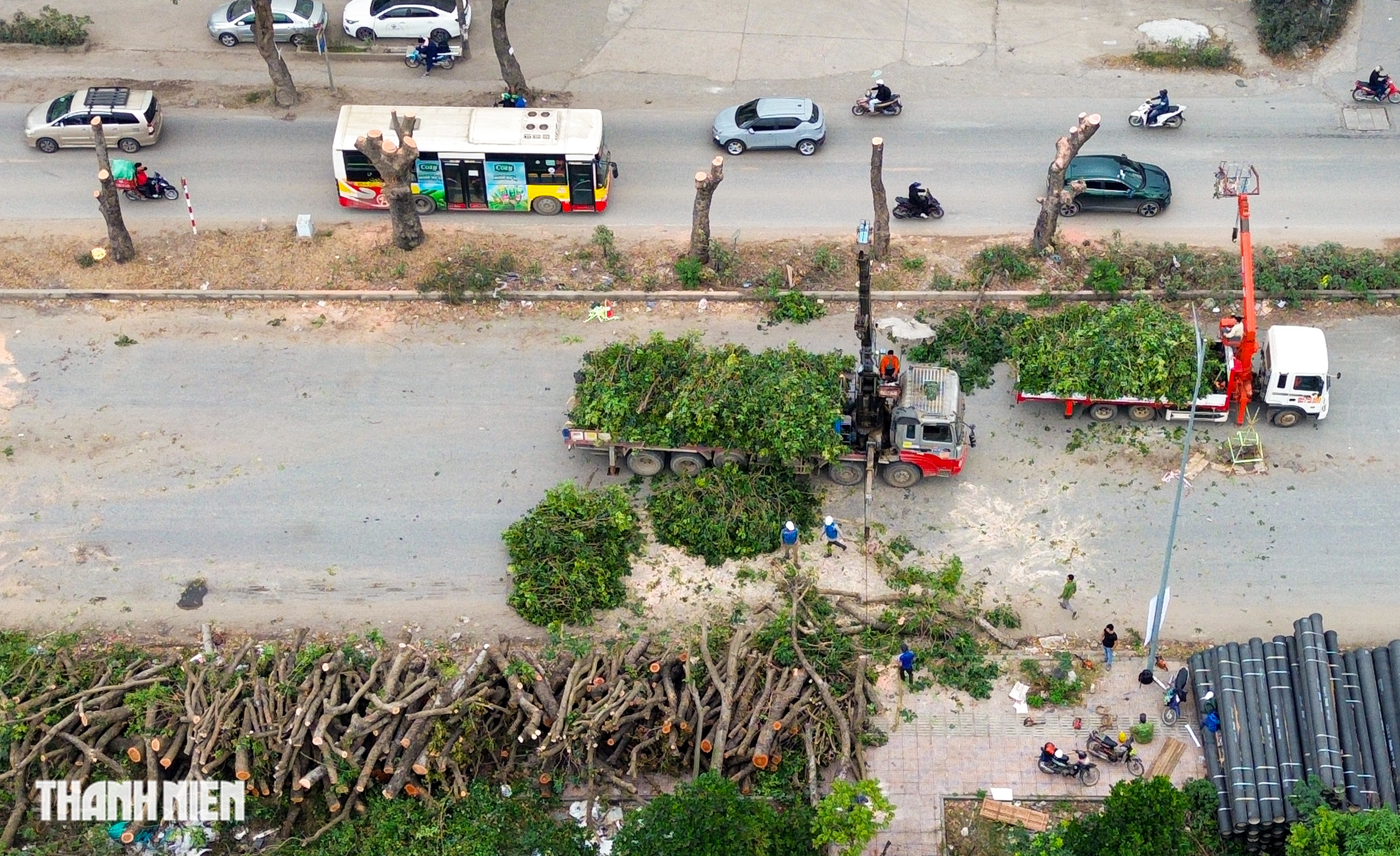 H&agrave; Nội: H&agrave;ng x&agrave; cừ cổ thụ bị cưa phục vụ dự &aacute;n đường gần 3.400 tỉ - Ảnh 3.