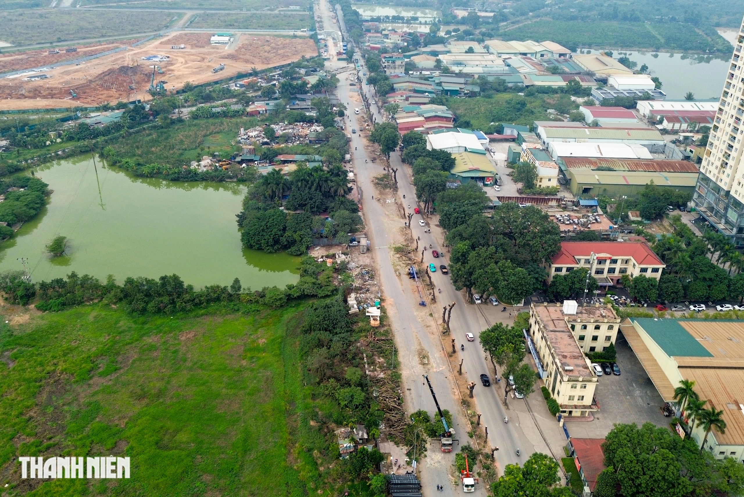 H&agrave; Nội: H&agrave;ng x&agrave; cừ cổ thụ bị cưa phục vụ dự &aacute;n đường gần 3.400 tỉ - Ảnh 1.