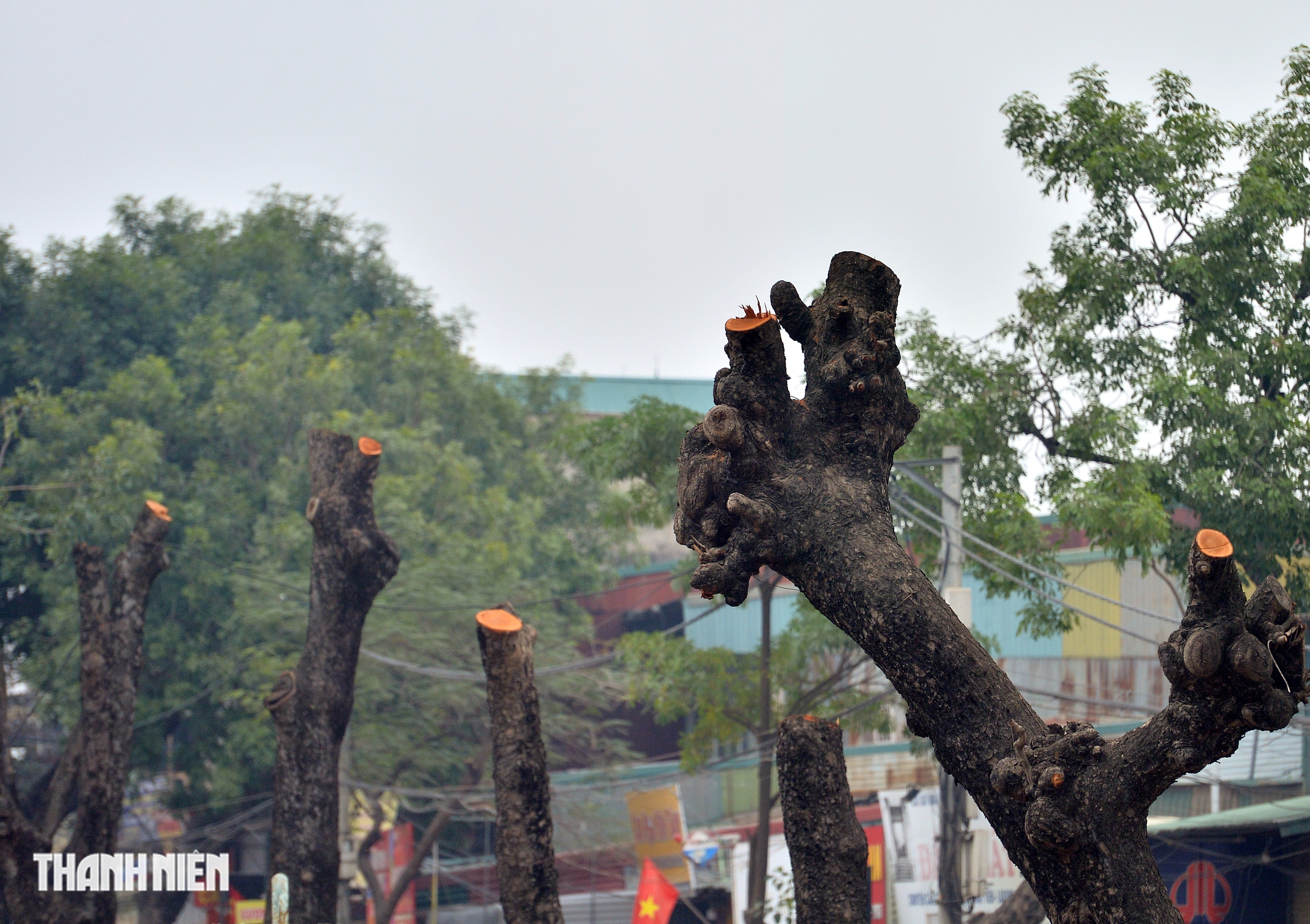 H&agrave; Nội: H&agrave;ng x&agrave; cừ cổ thụ bị cưa phục vụ dự &aacute;n đường gần 3.400 tỉ - Ảnh 17.