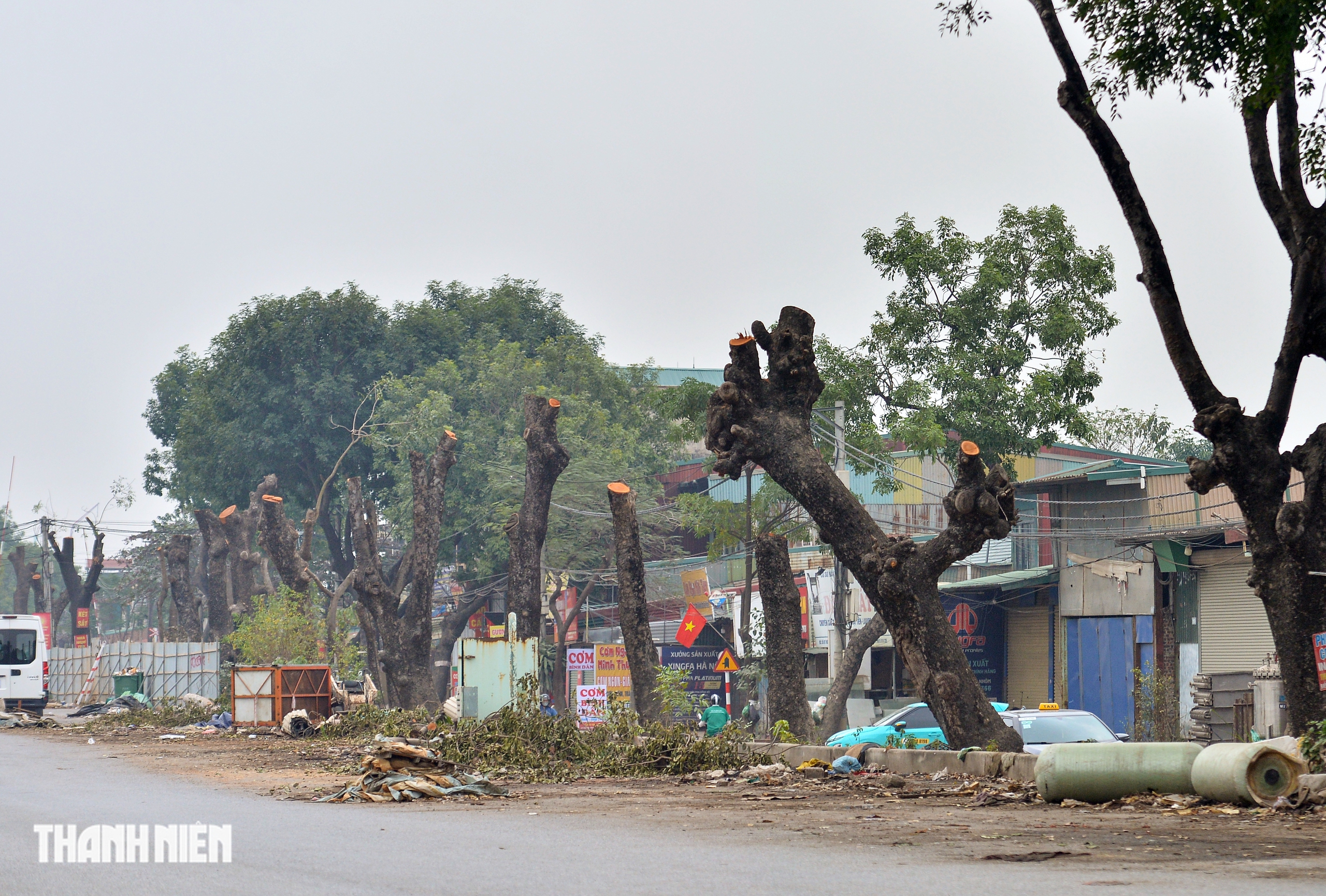H&agrave; Nội: H&agrave;ng x&agrave; cừ cổ thụ bị cưa phục vụ dự &aacute;n đường gần 3.400 tỉ - Ảnh 16.