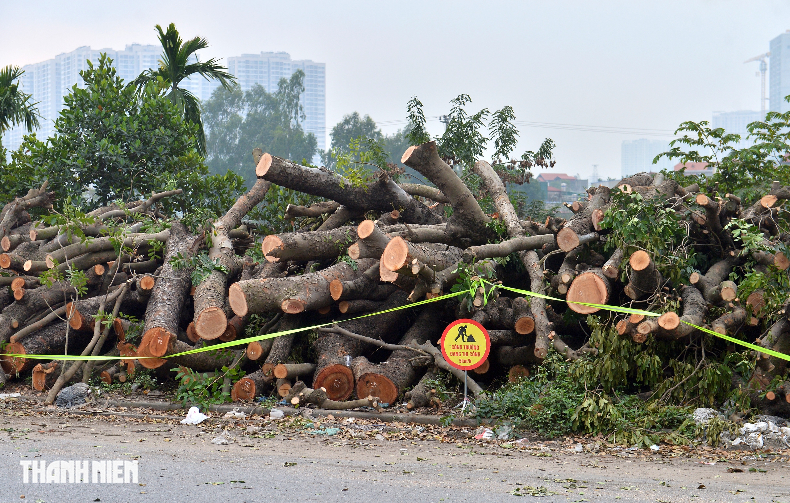 H&agrave; Nội: H&agrave;ng x&agrave; cừ cổ thụ bị cưa phục vụ dự &aacute;n đường gần 3.400 tỉ - Ảnh 13.