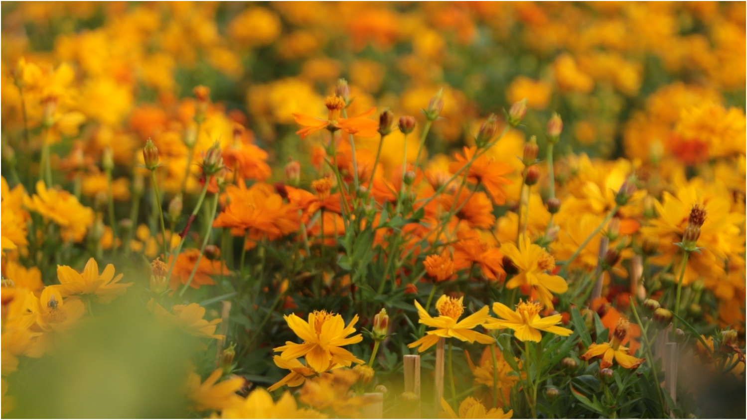 Người d&acirc;n TP.HCM &lsquo;n&ocirc;n nao&rsquo; đ&oacute;n tết, rủ nhau check-in vườn hoa tết cạnh ga Ba Son  - Ảnh 1.