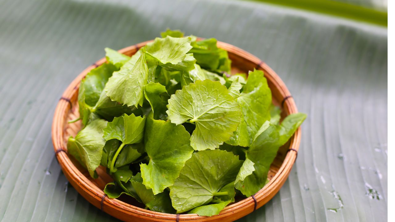 Uống rau má thường xuyên liệu có tốt cho gan? - Ảnh 1.